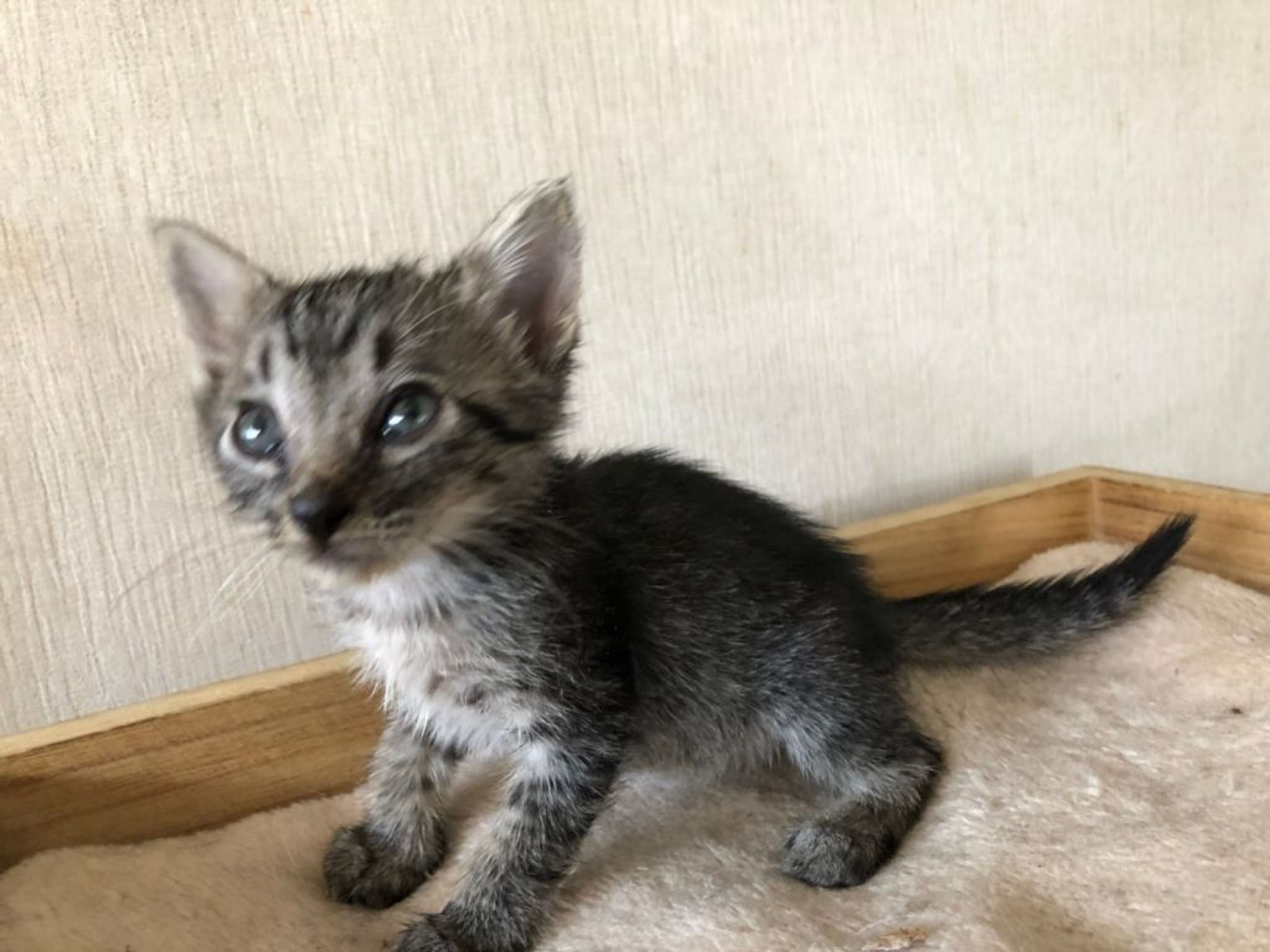 雑種（ミックス猫）・メスの里親募集の写真
