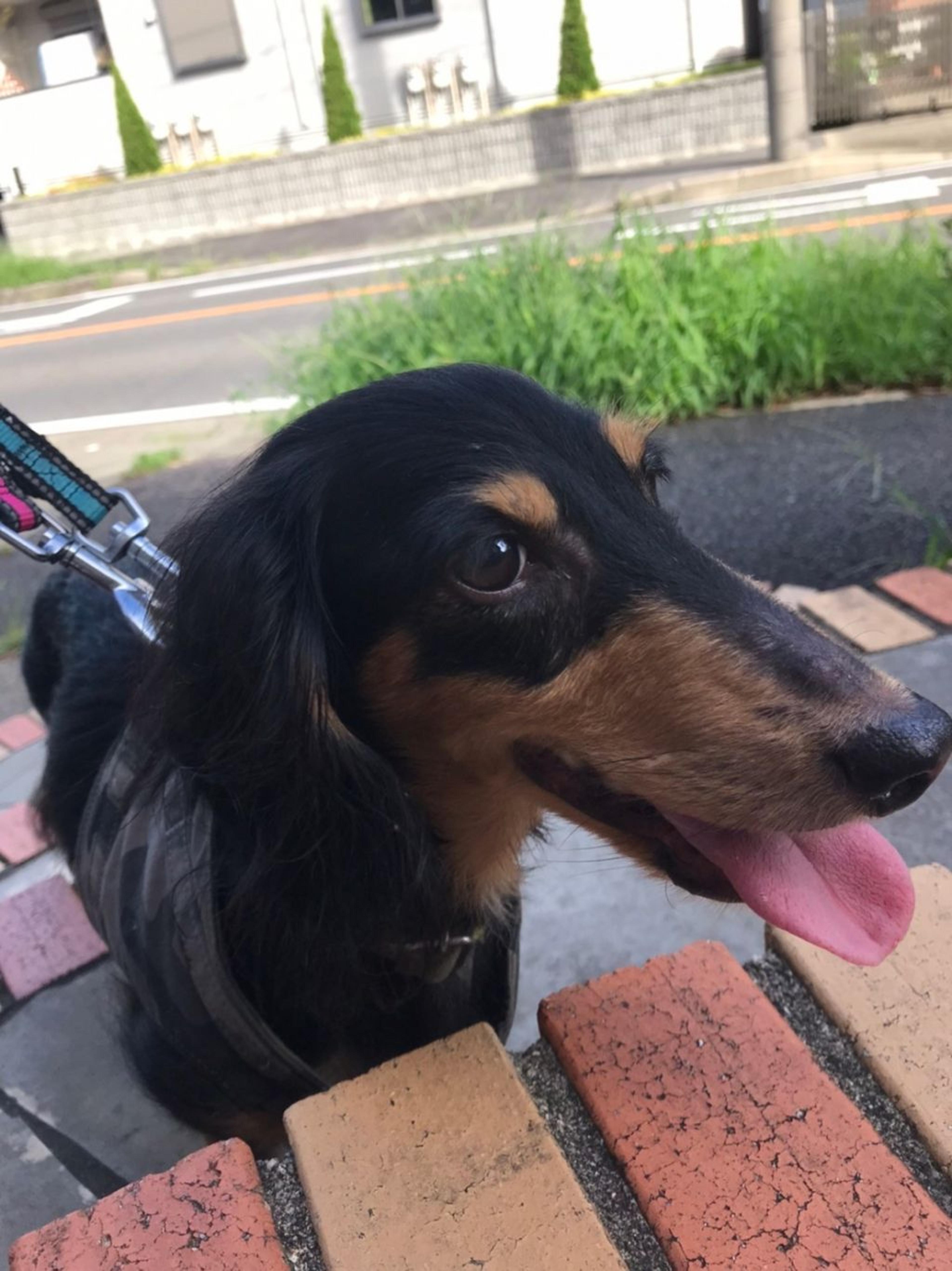 pet-image-3
