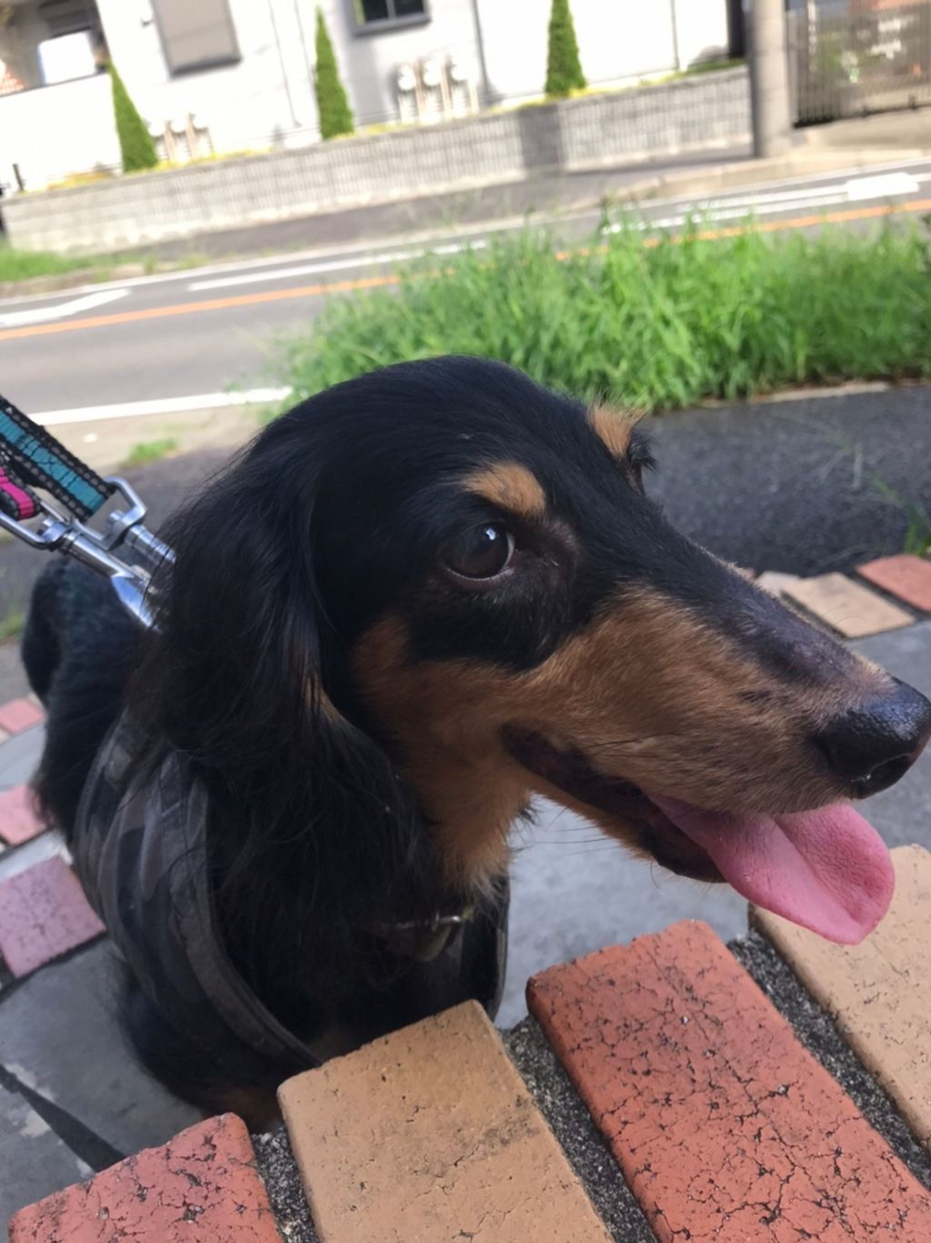 pet-image-3
