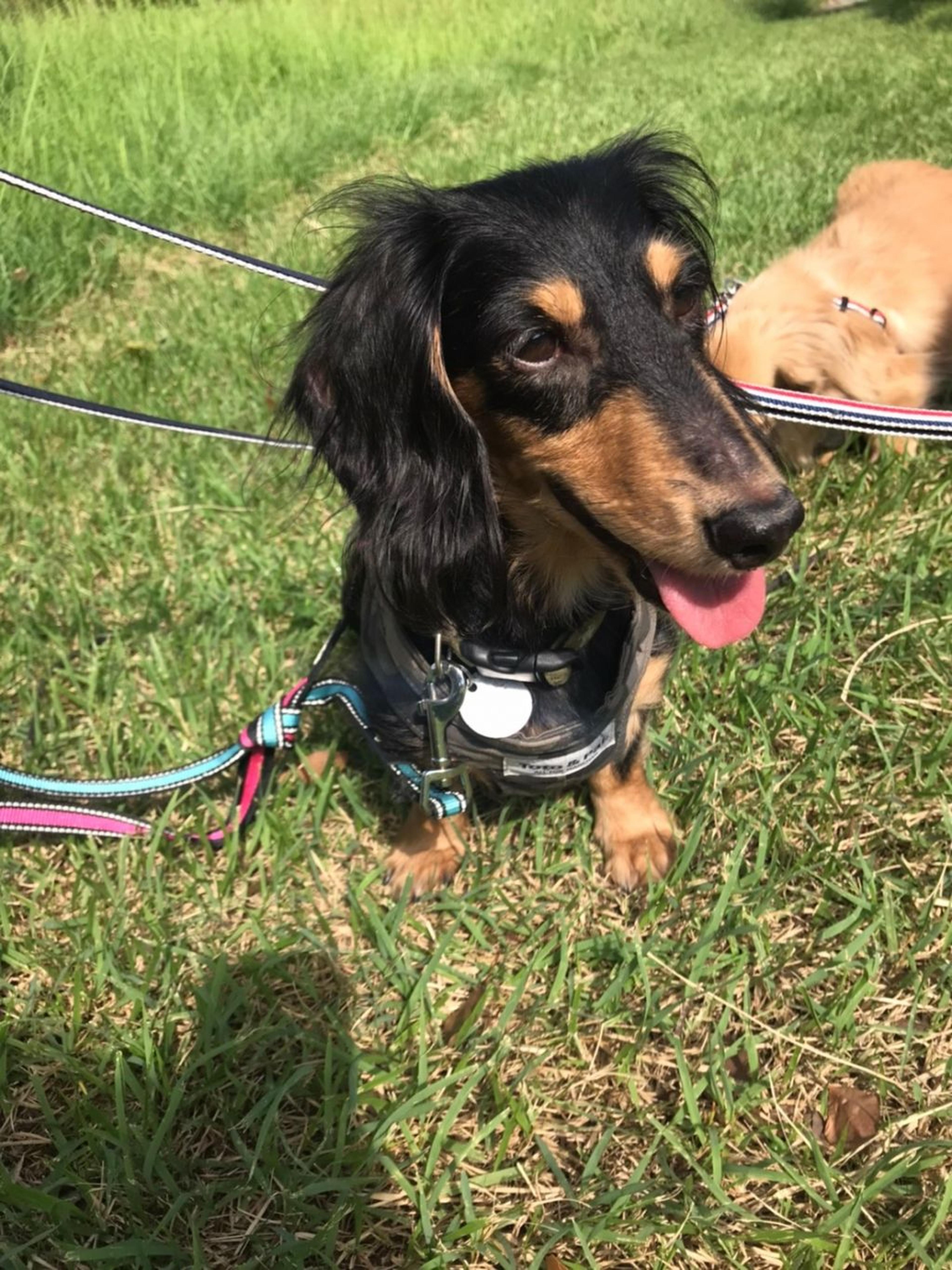 pet-image-4