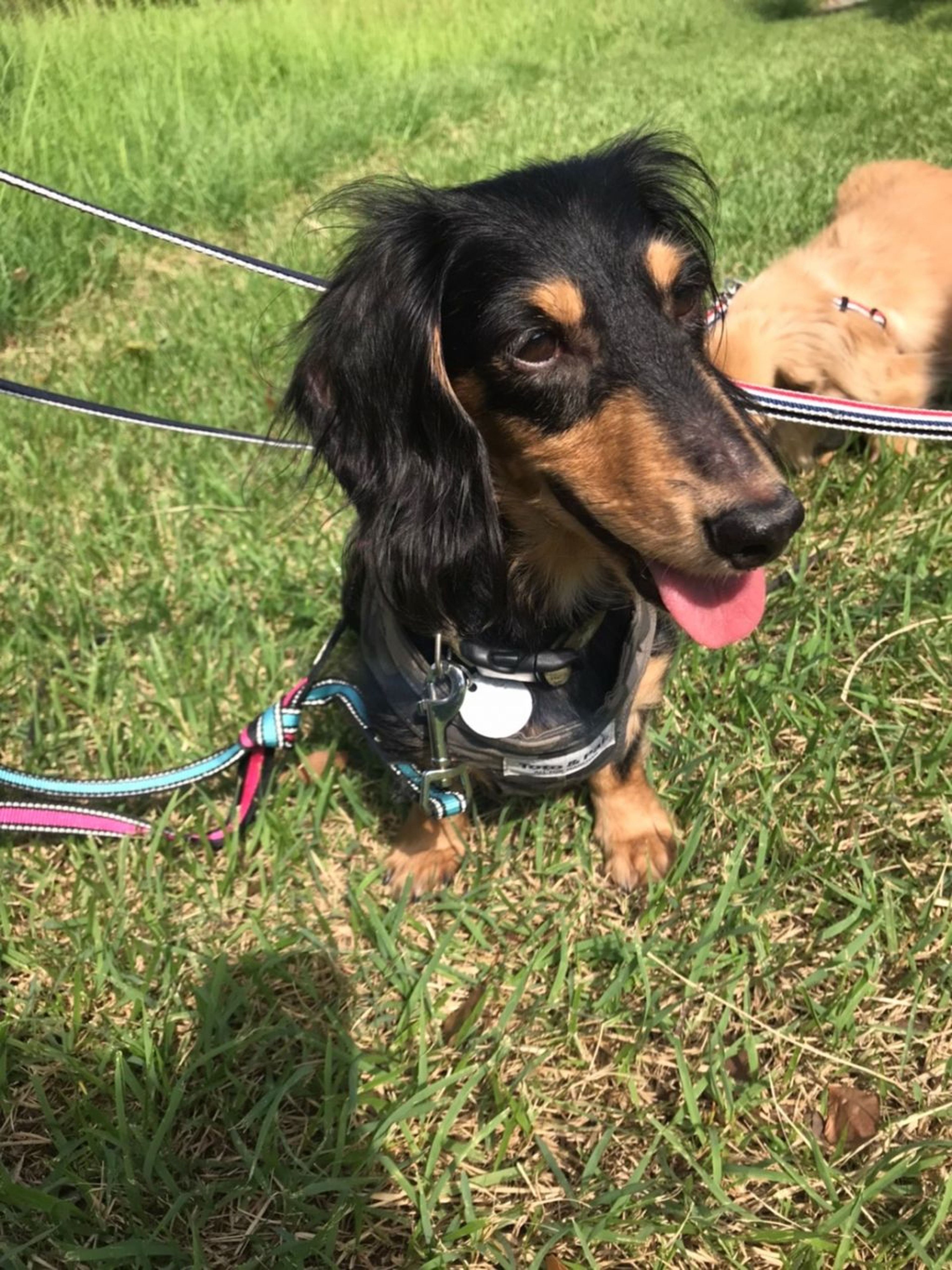 pet-image-4