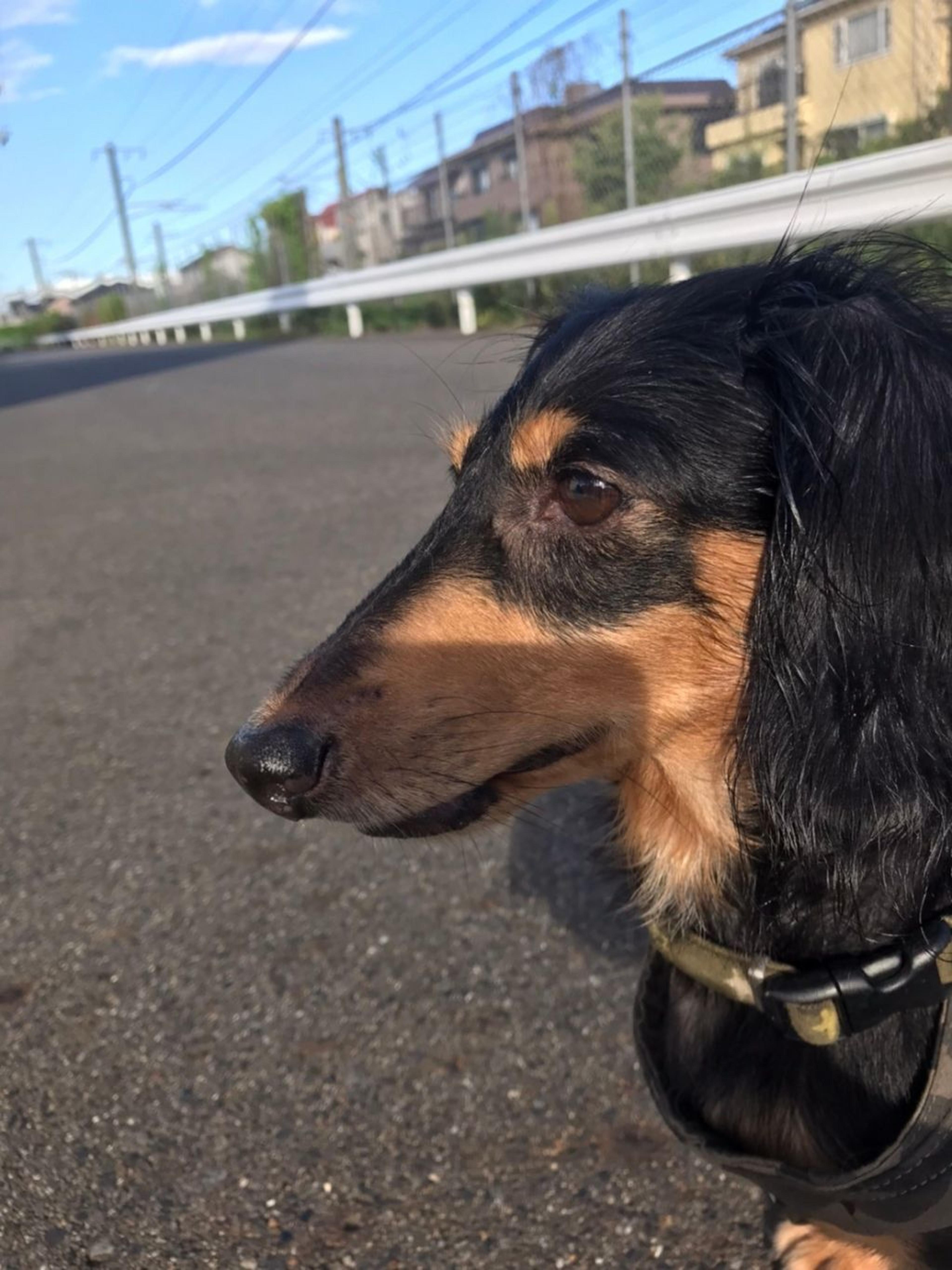 pet-image-5