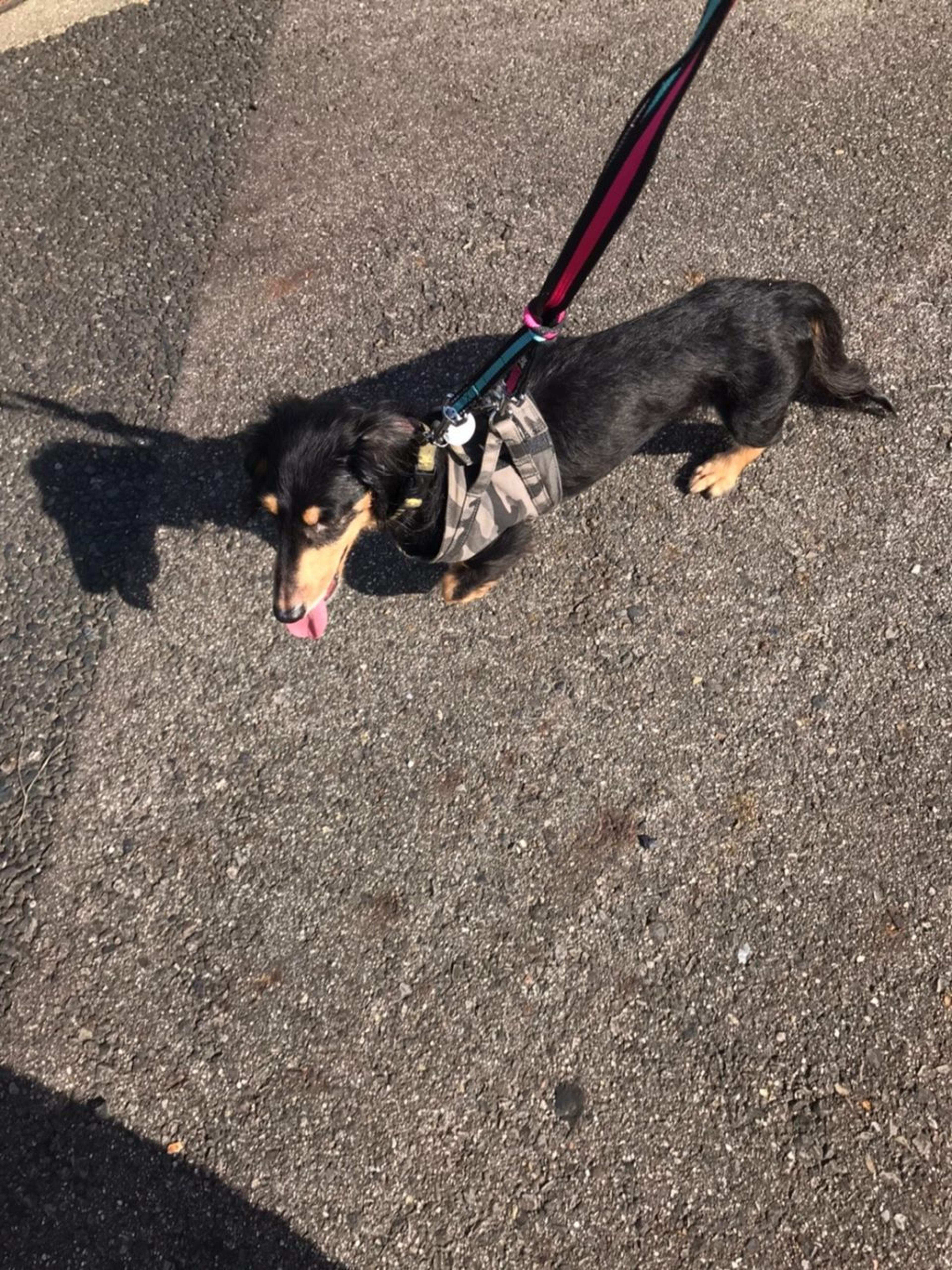 pet-image-6
