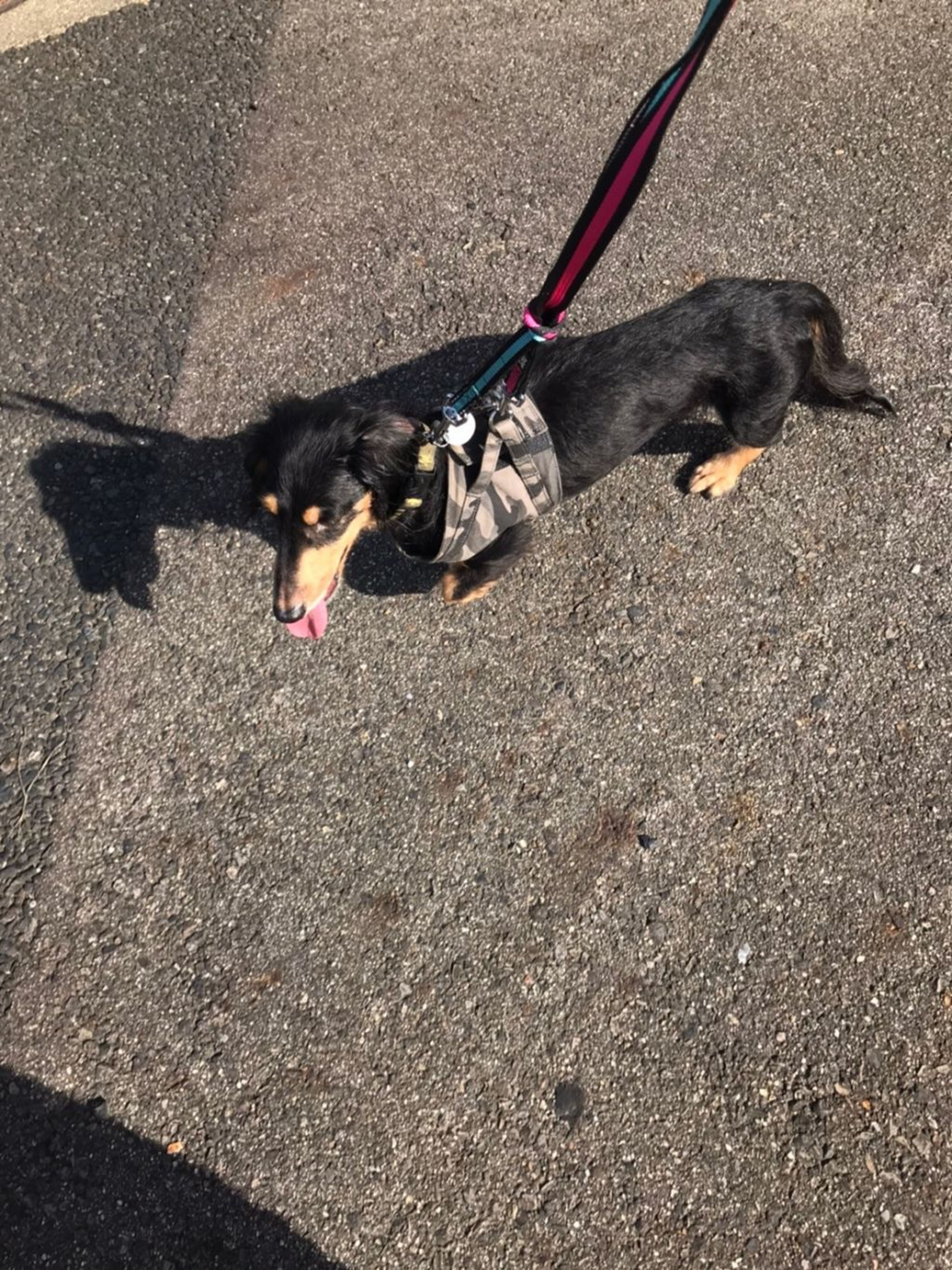 pet-image-6