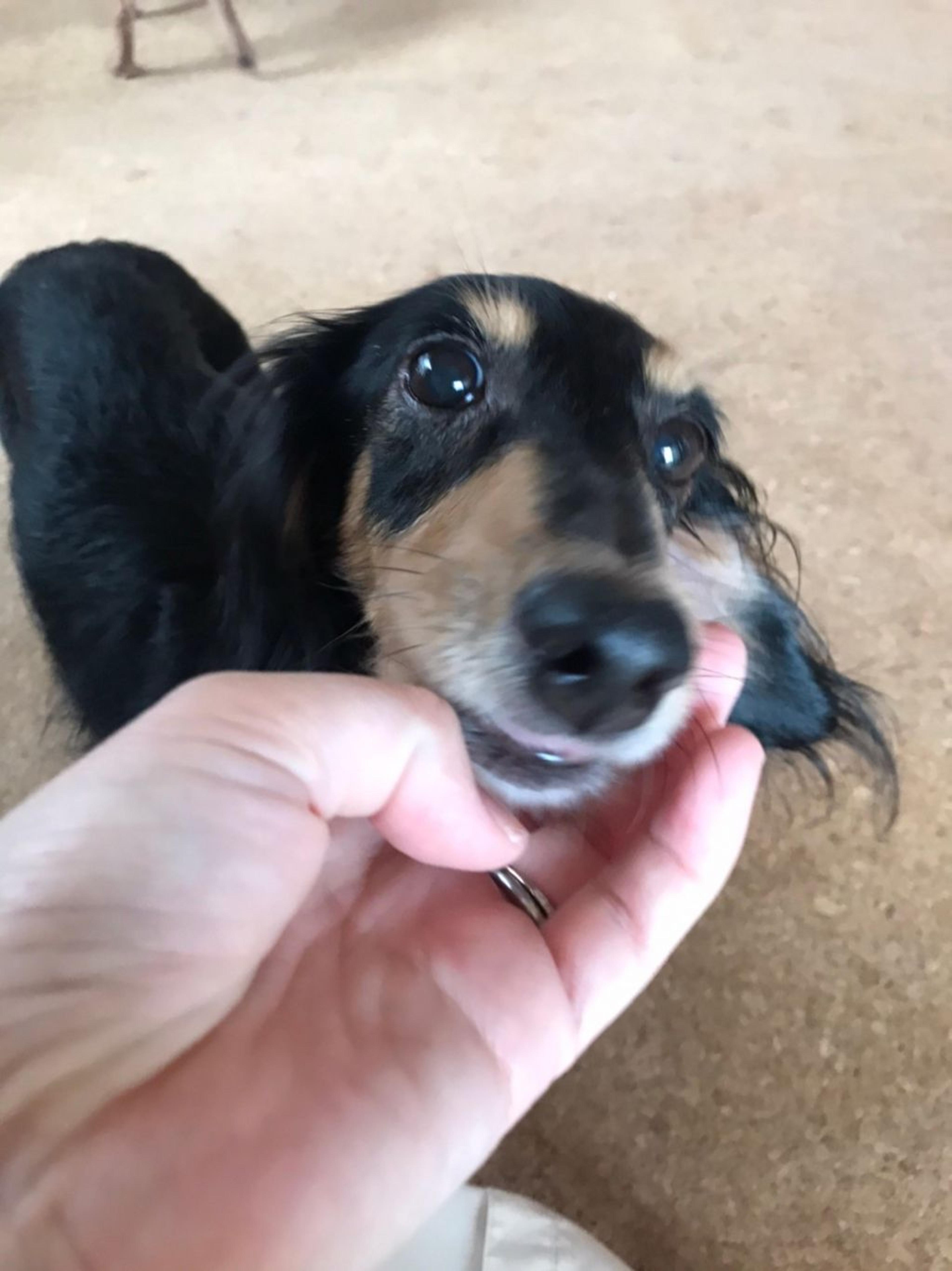 pet-image-8