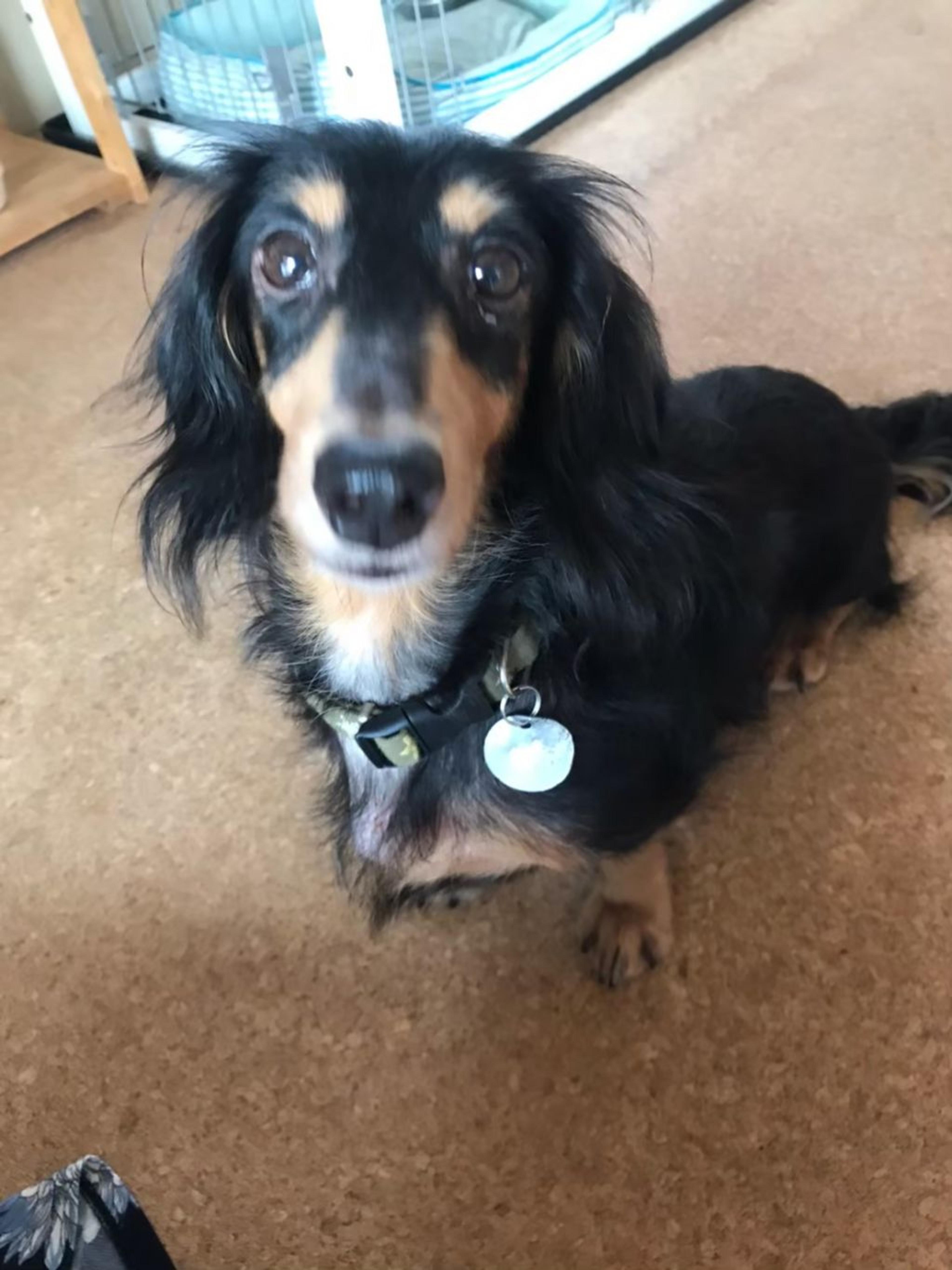 pet-image-9