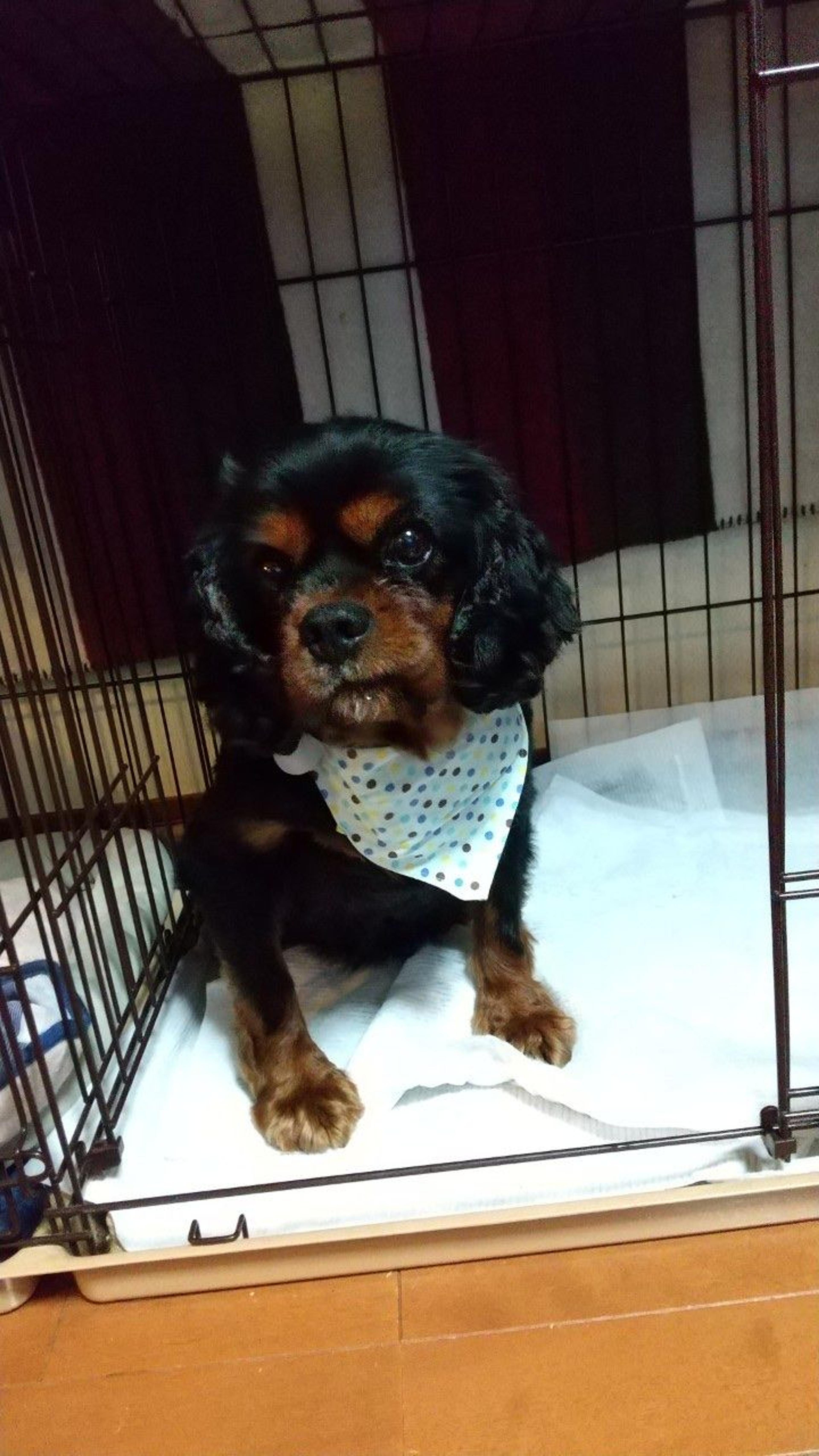 pet-image-2