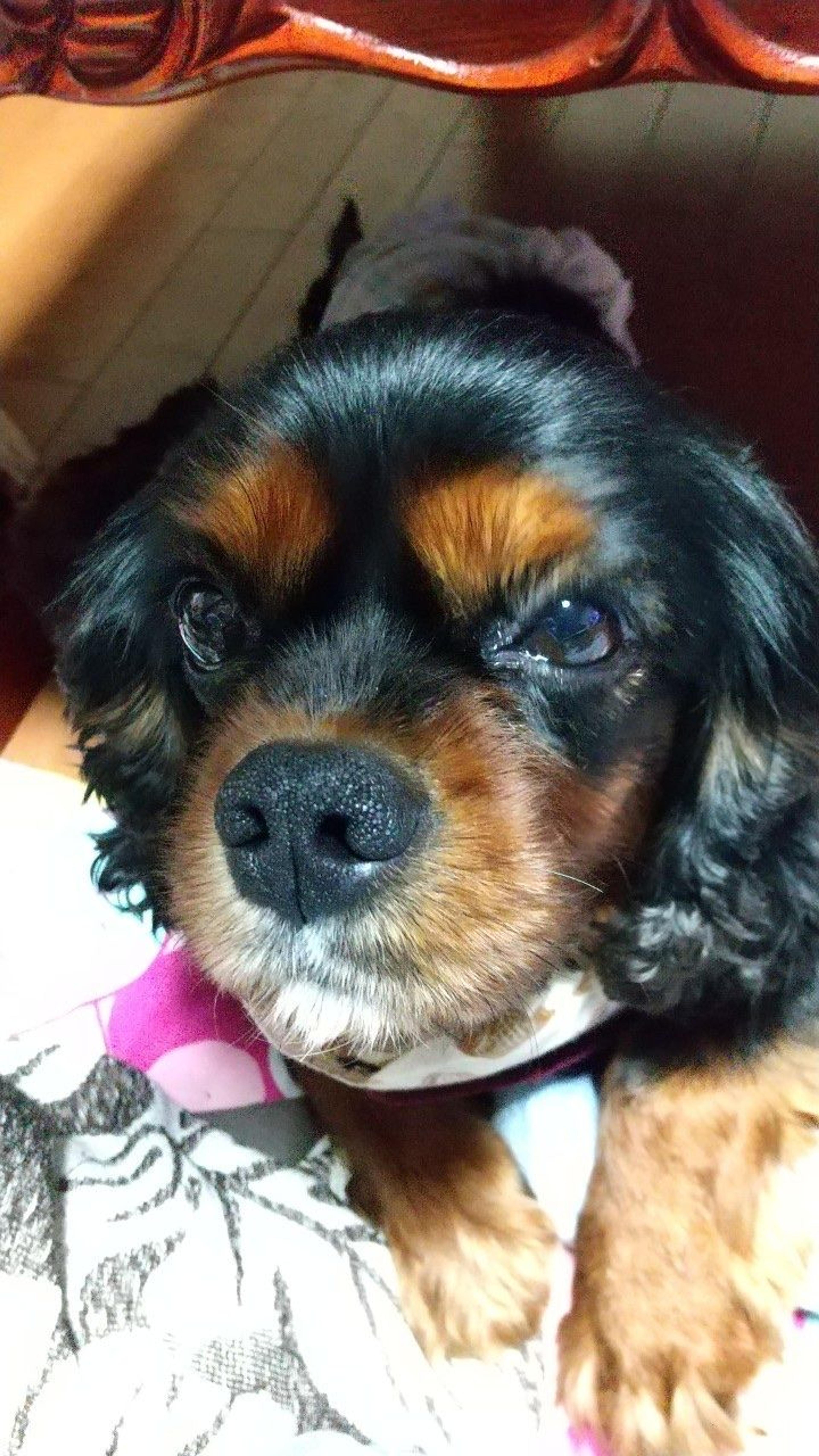 pet-image-3