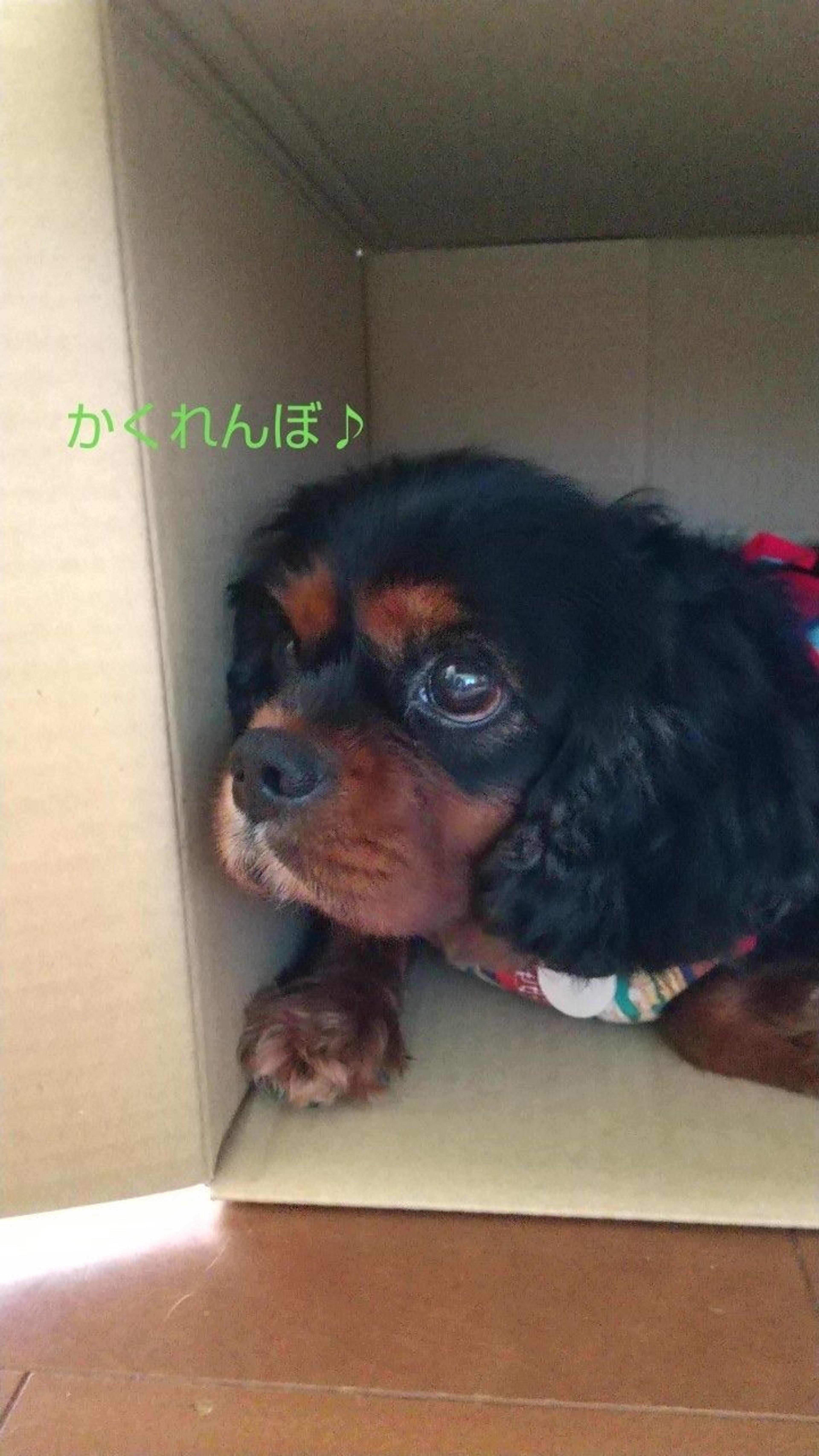 pet-image-4
