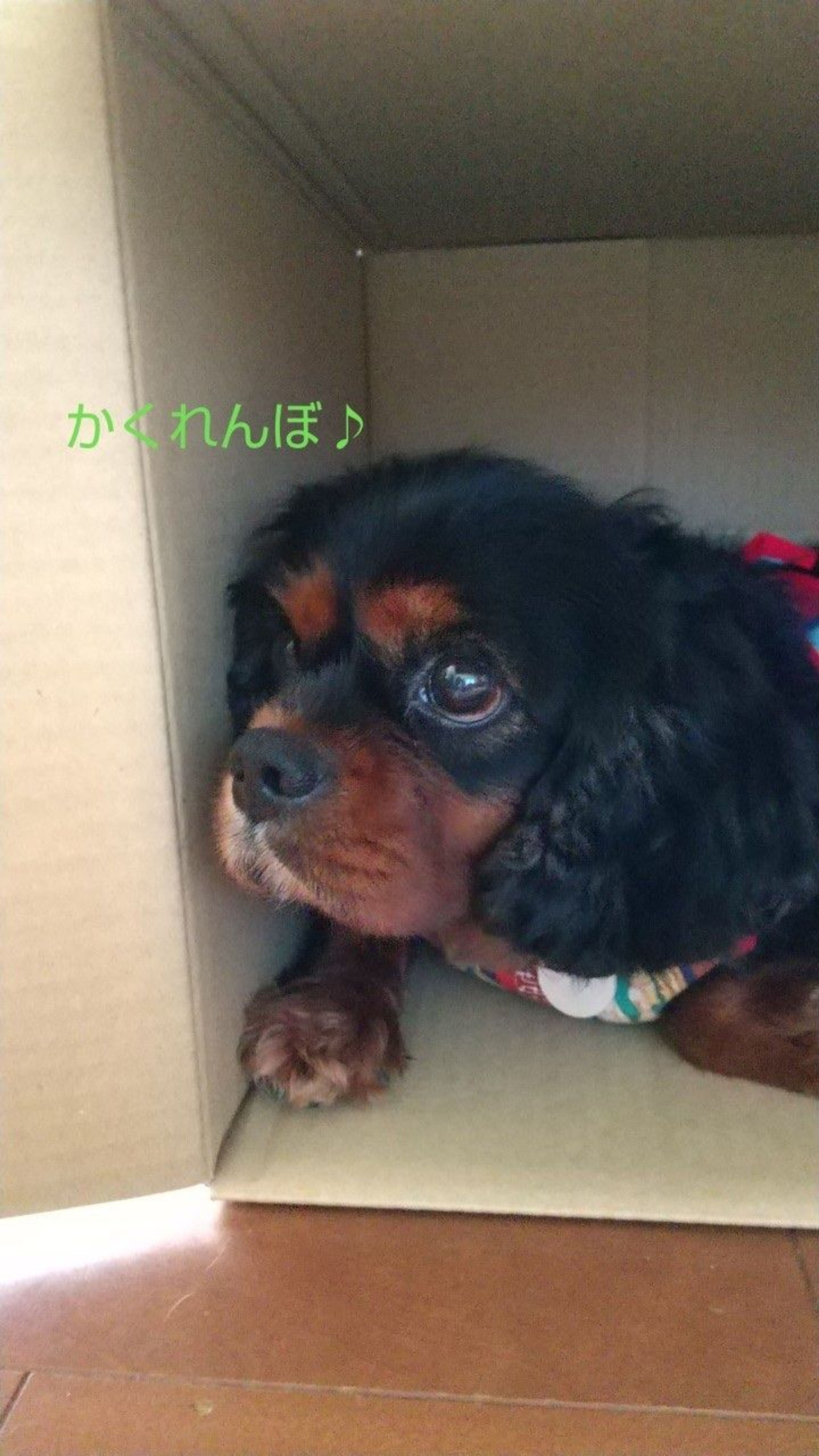 pet-image-4