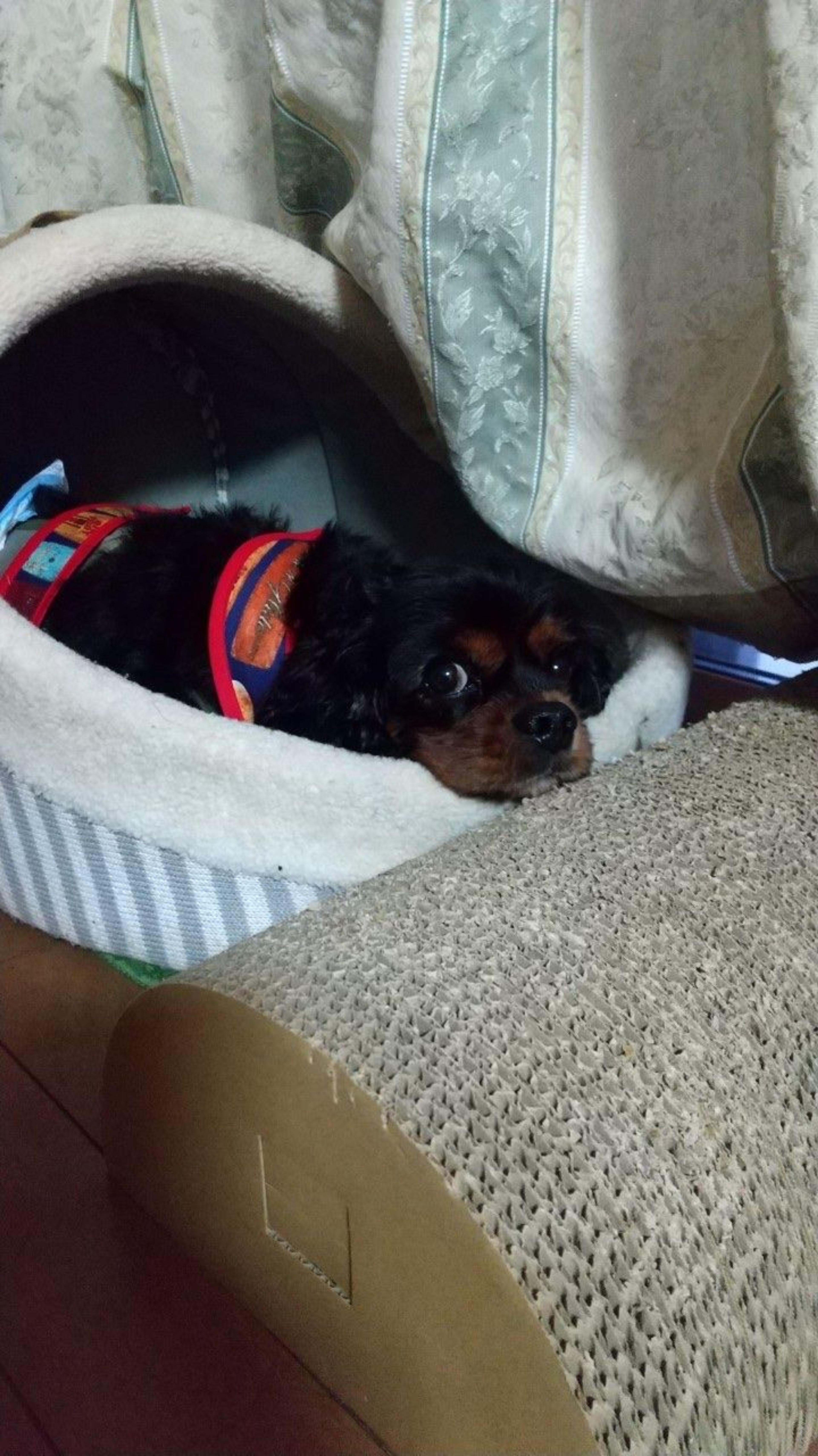 pet-image-5