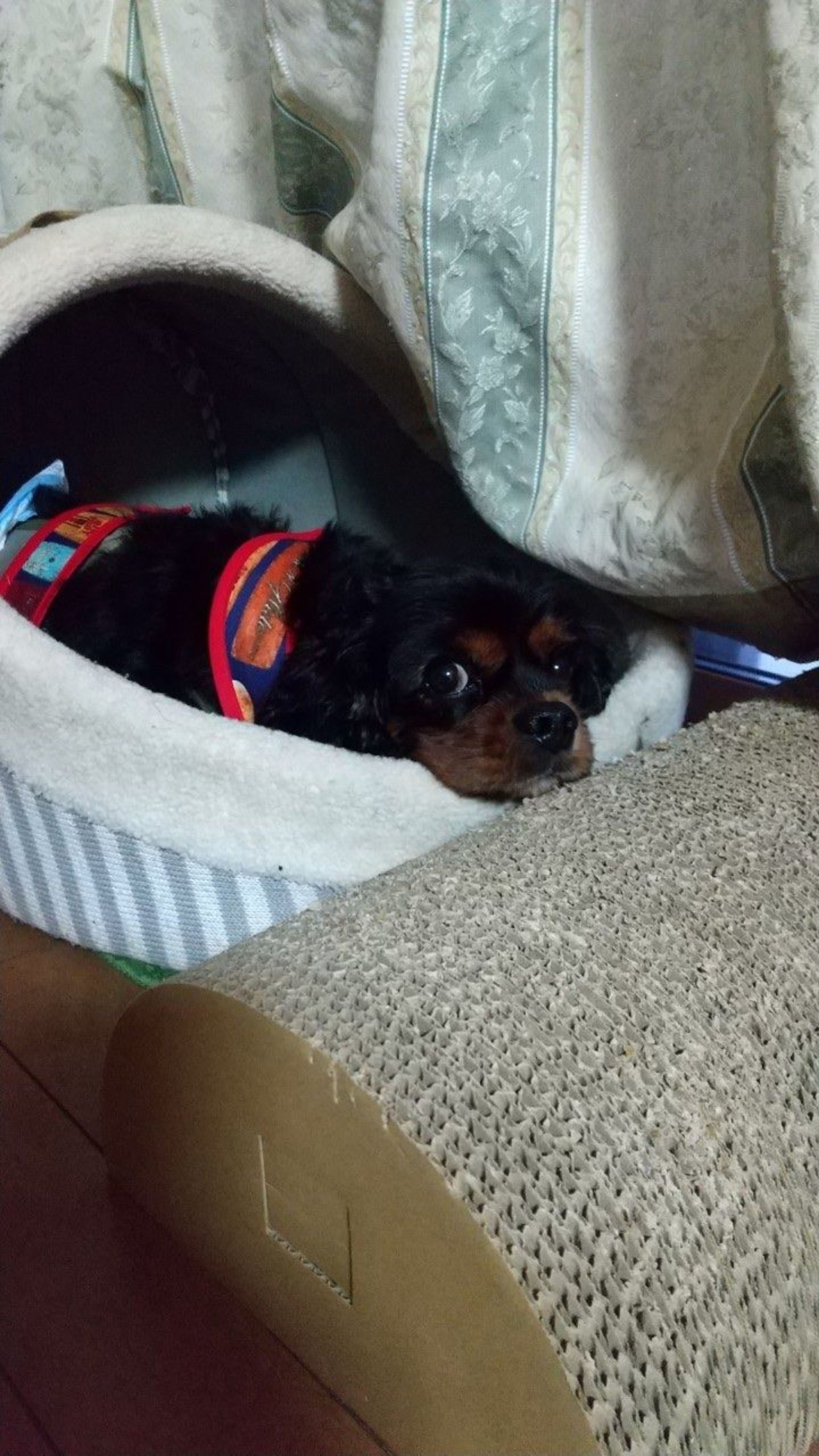 pet-image-5