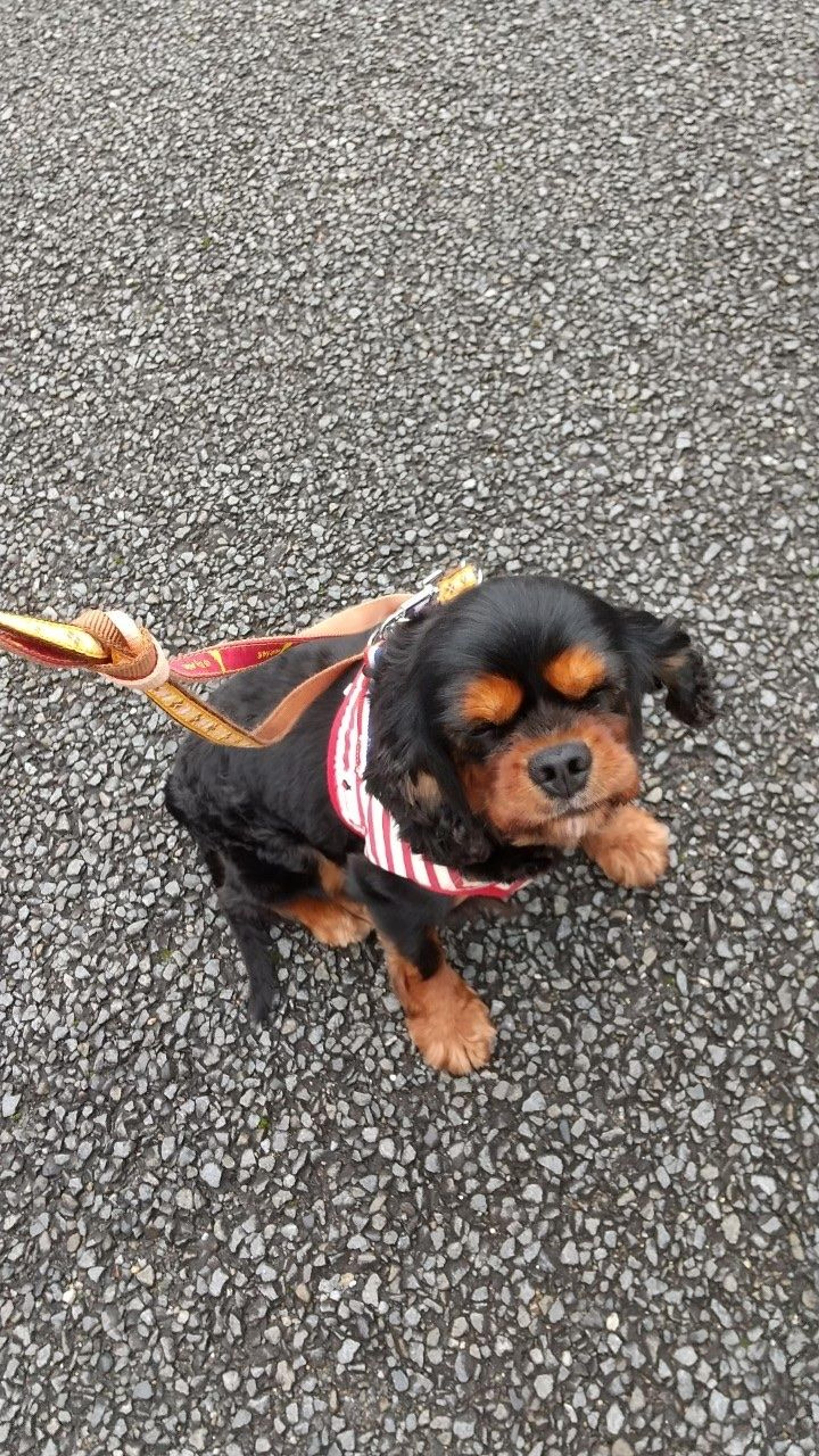 pet-image-7