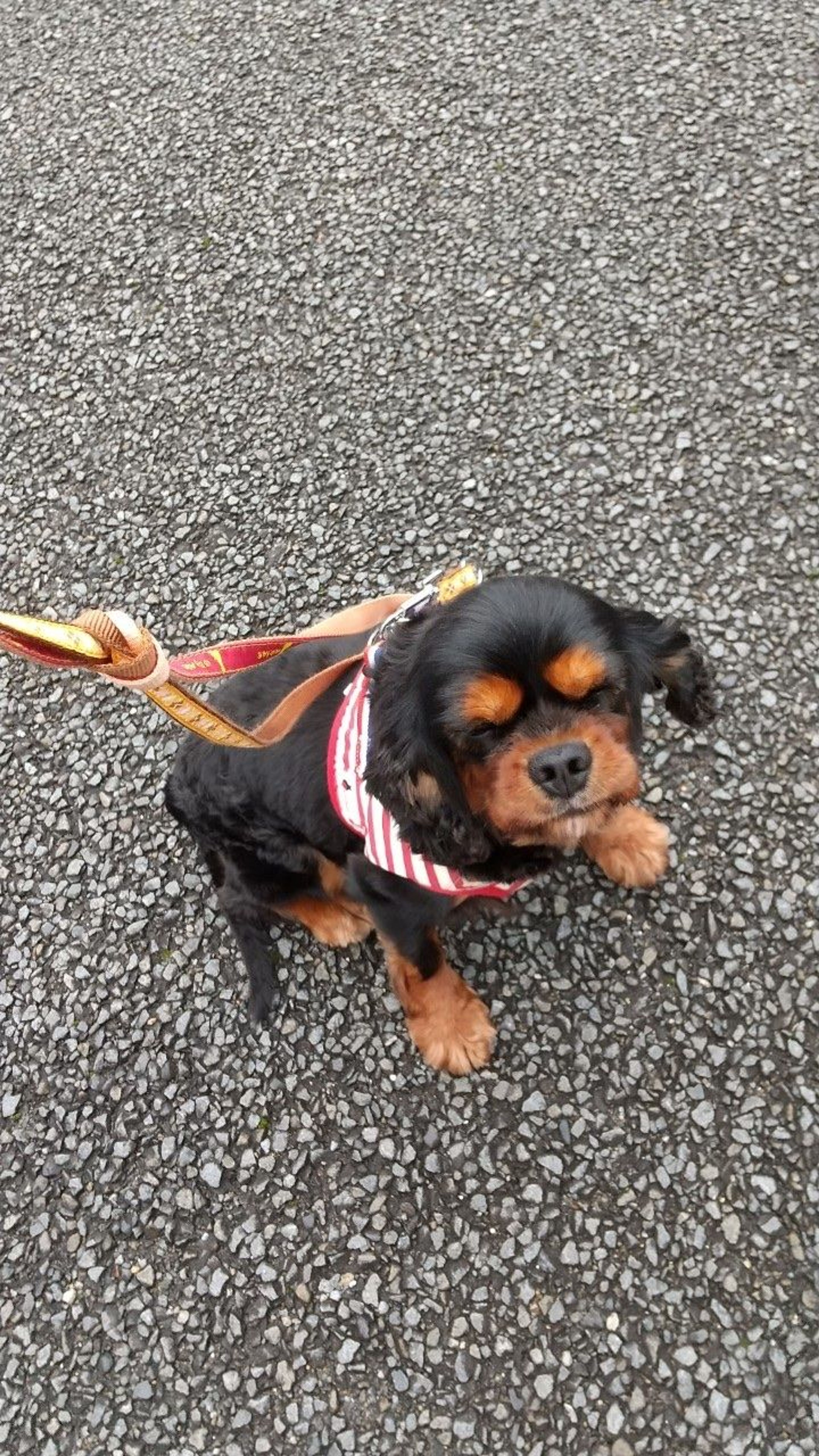 pet-image-7