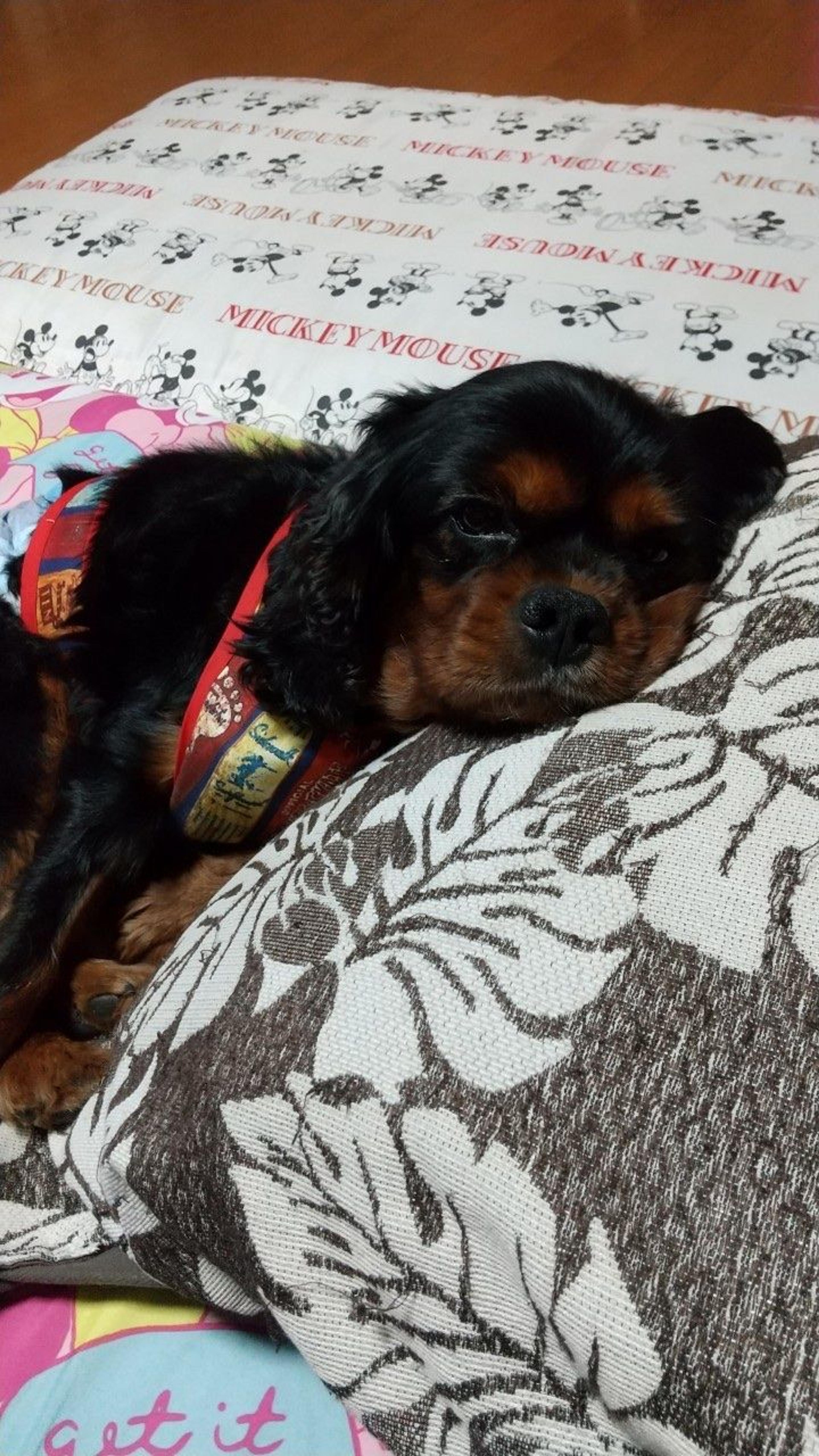 pet-image-8