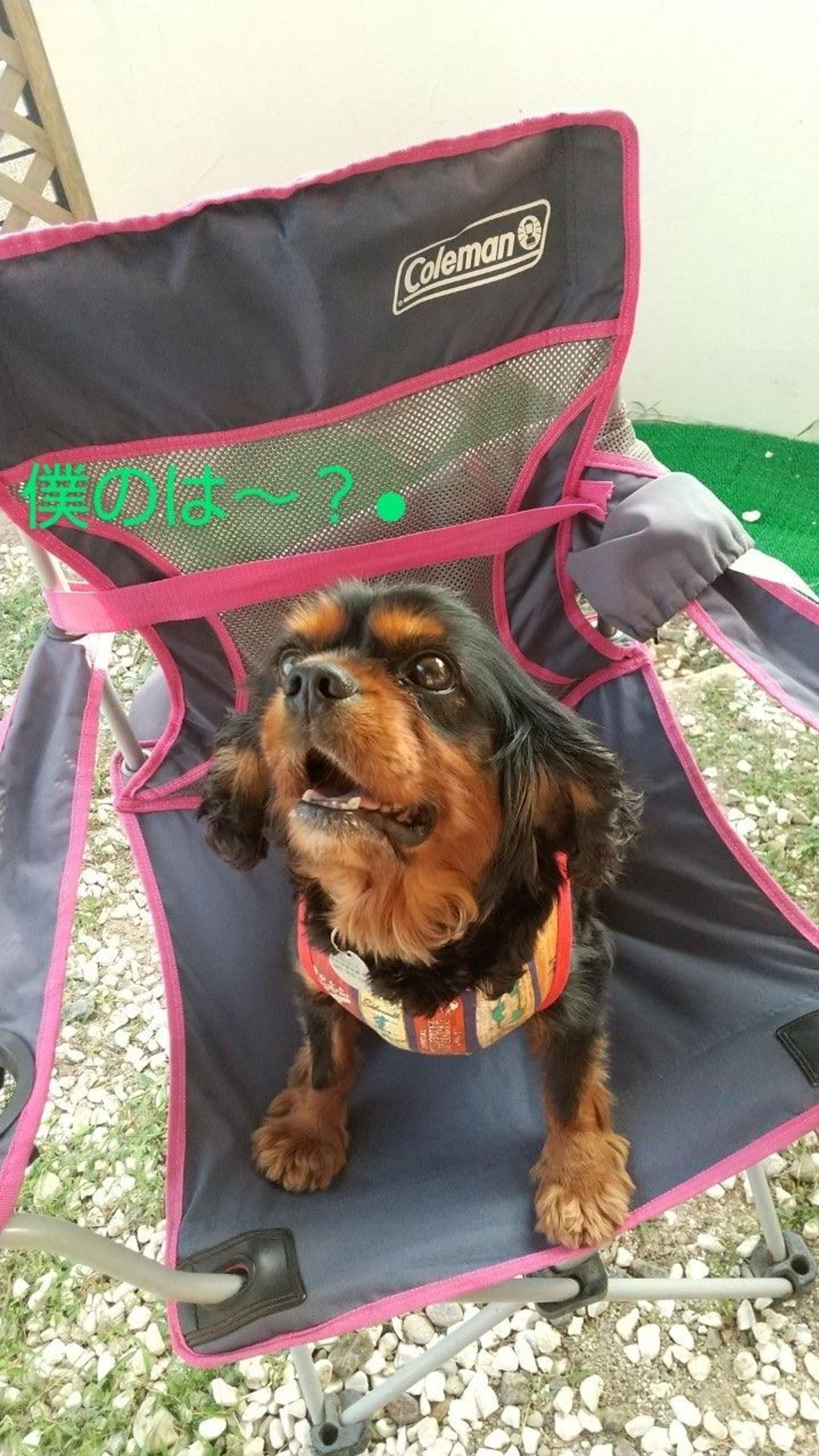 pet-image-9
