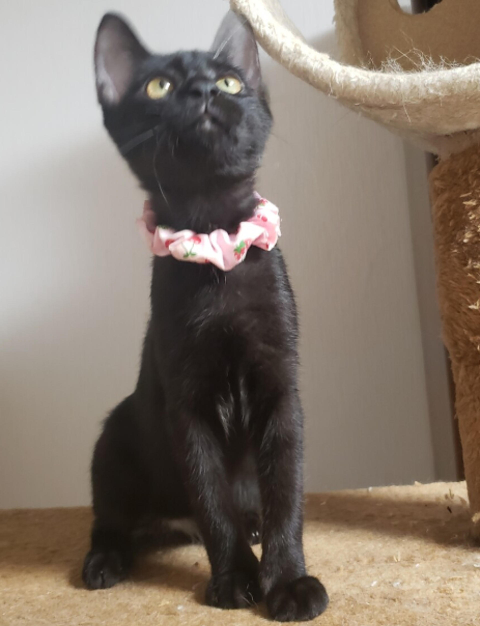 pet-image-3