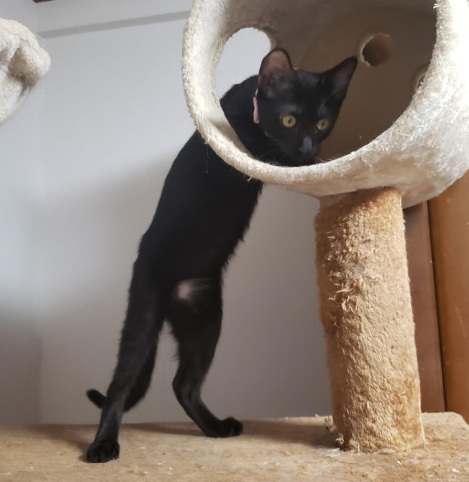 pet-image-4