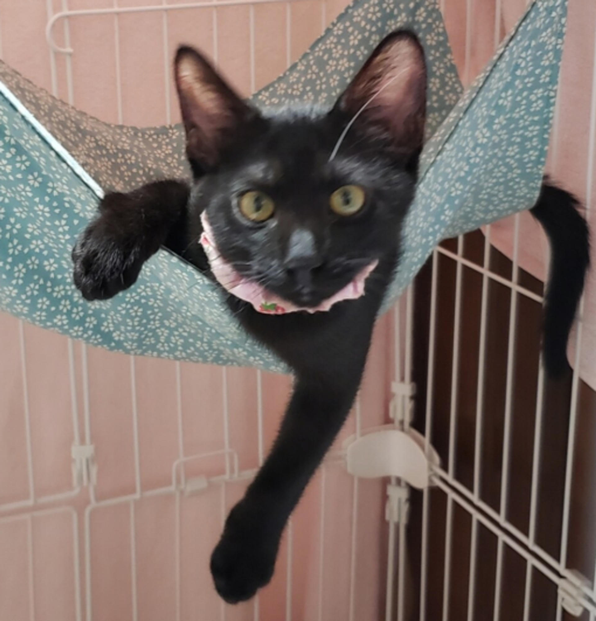pet-image-5