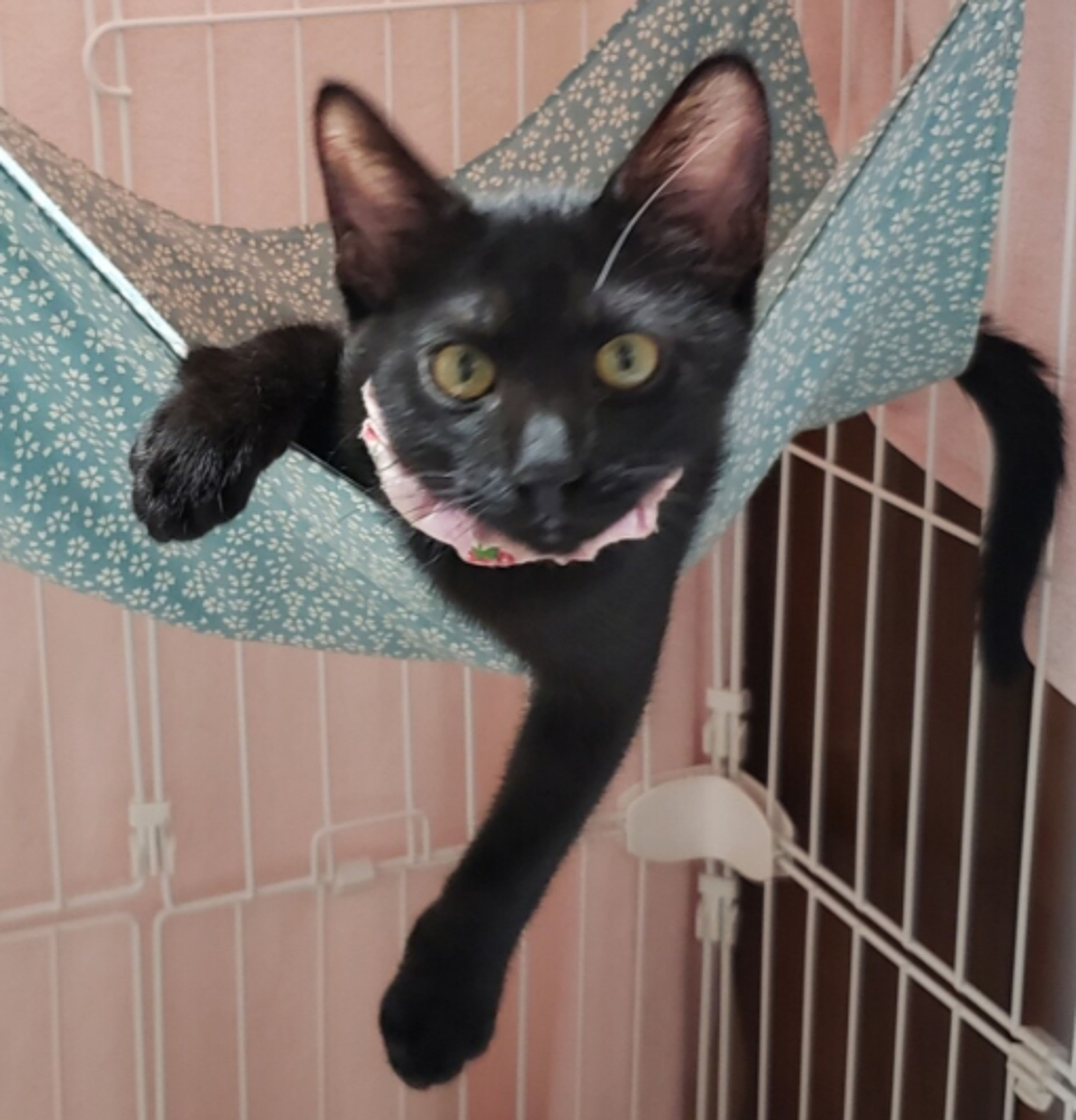 pet-image-5