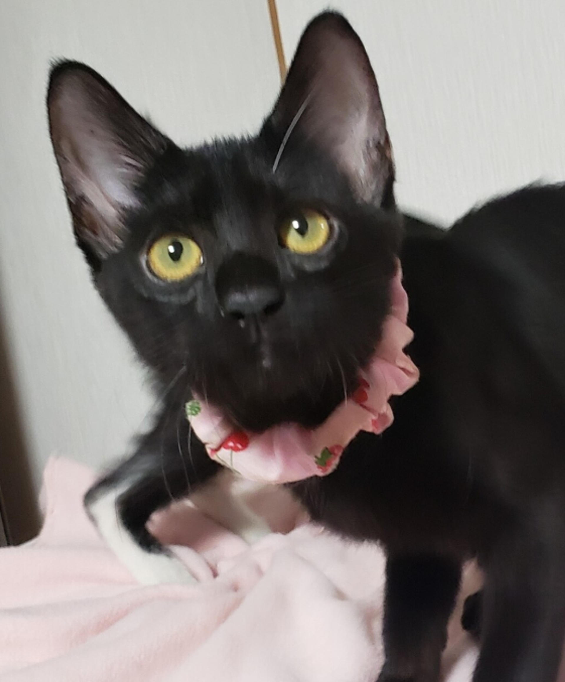 pet-image-6