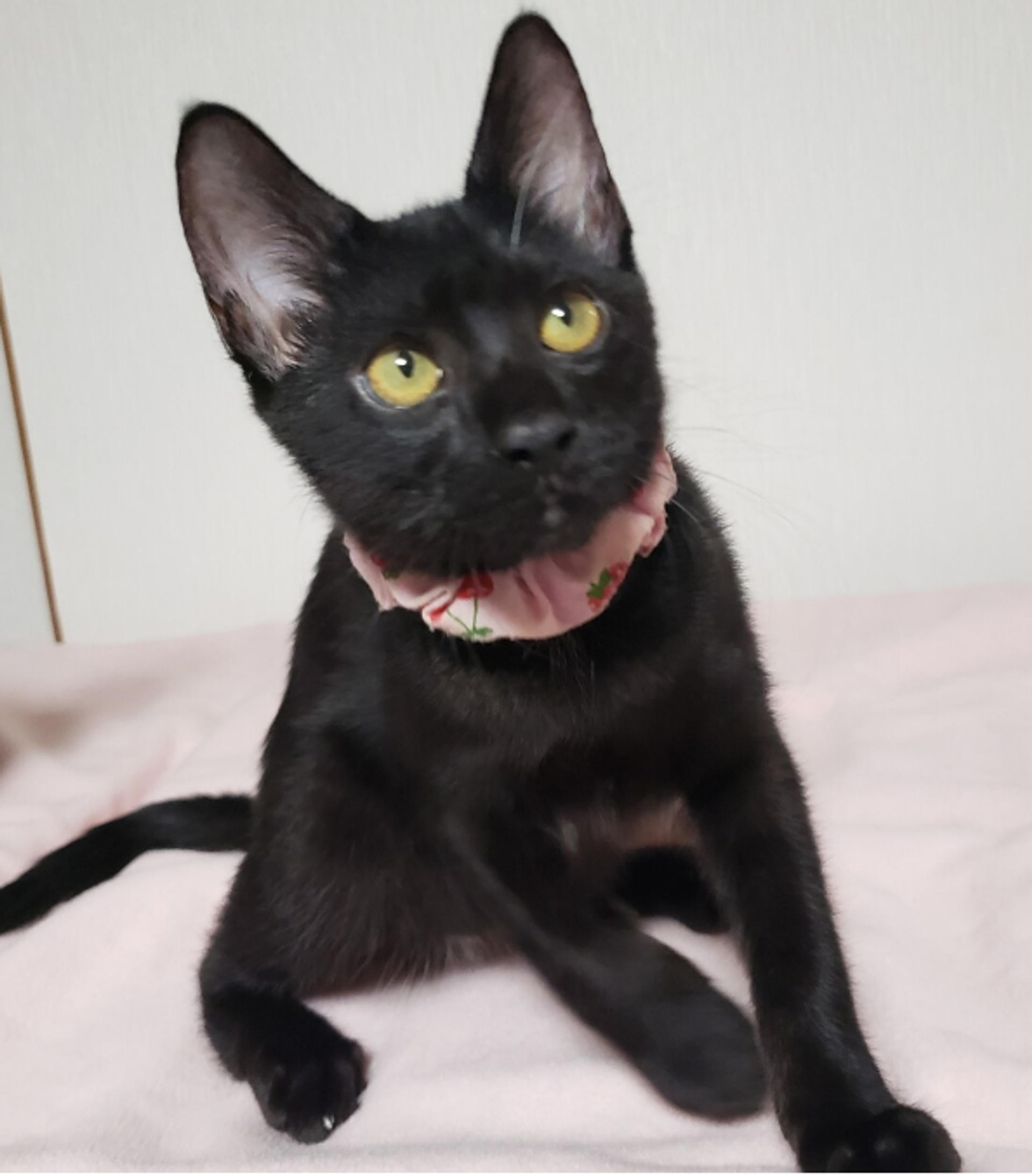 pet-image-7