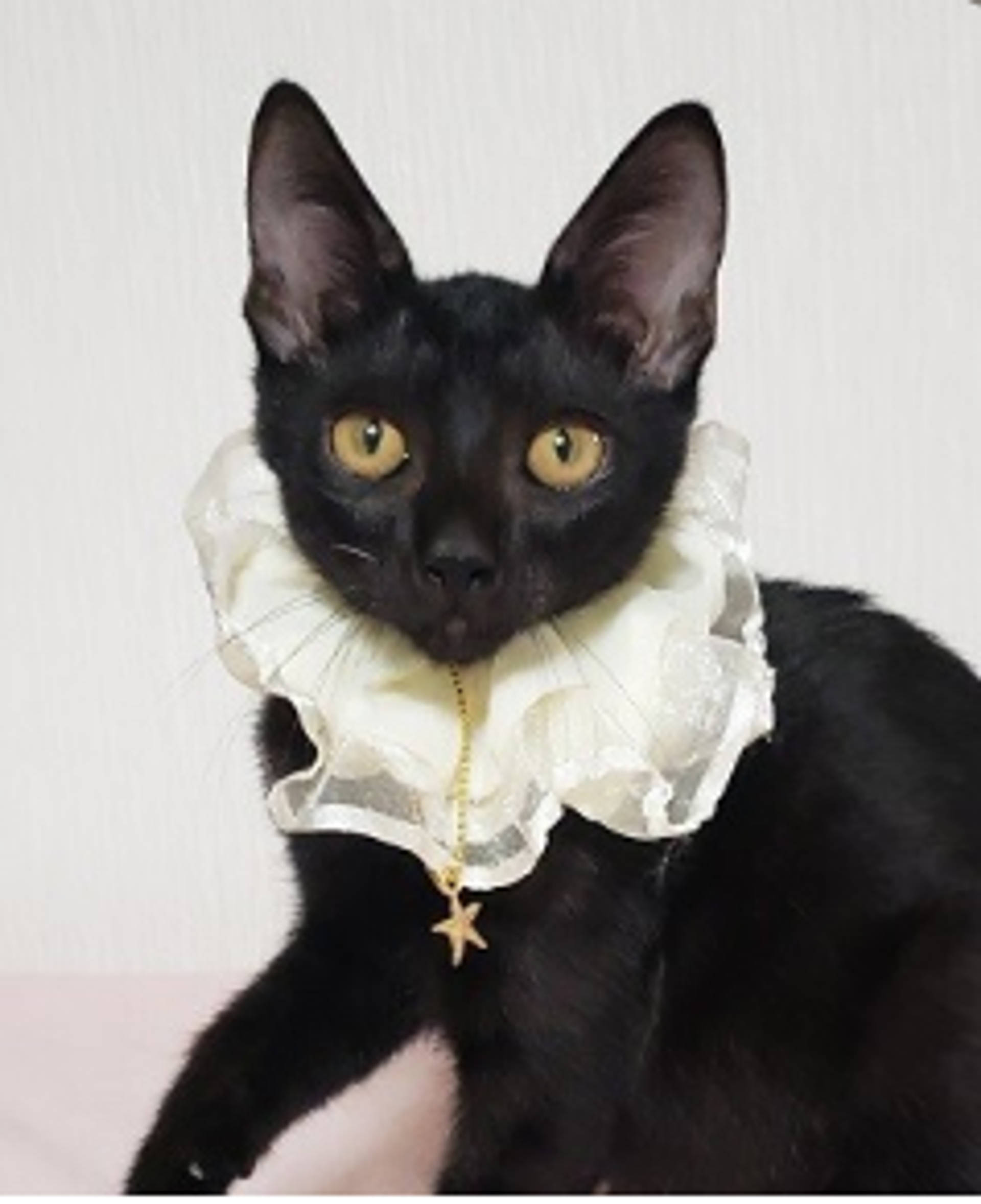 雑種（ミックス猫）・メスの里親募集の写真