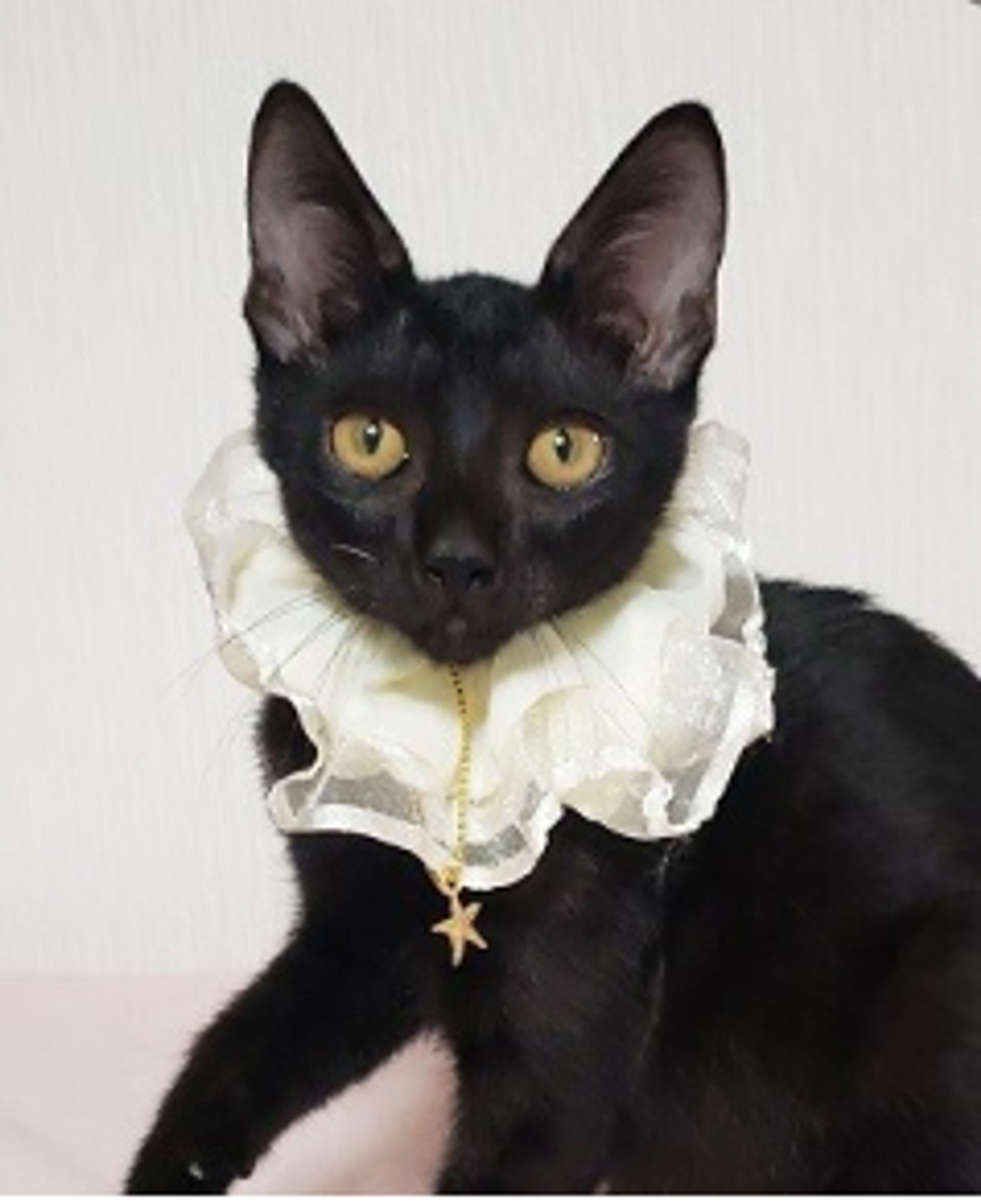 雑種（ミックス猫）・メスの里親募集の写真