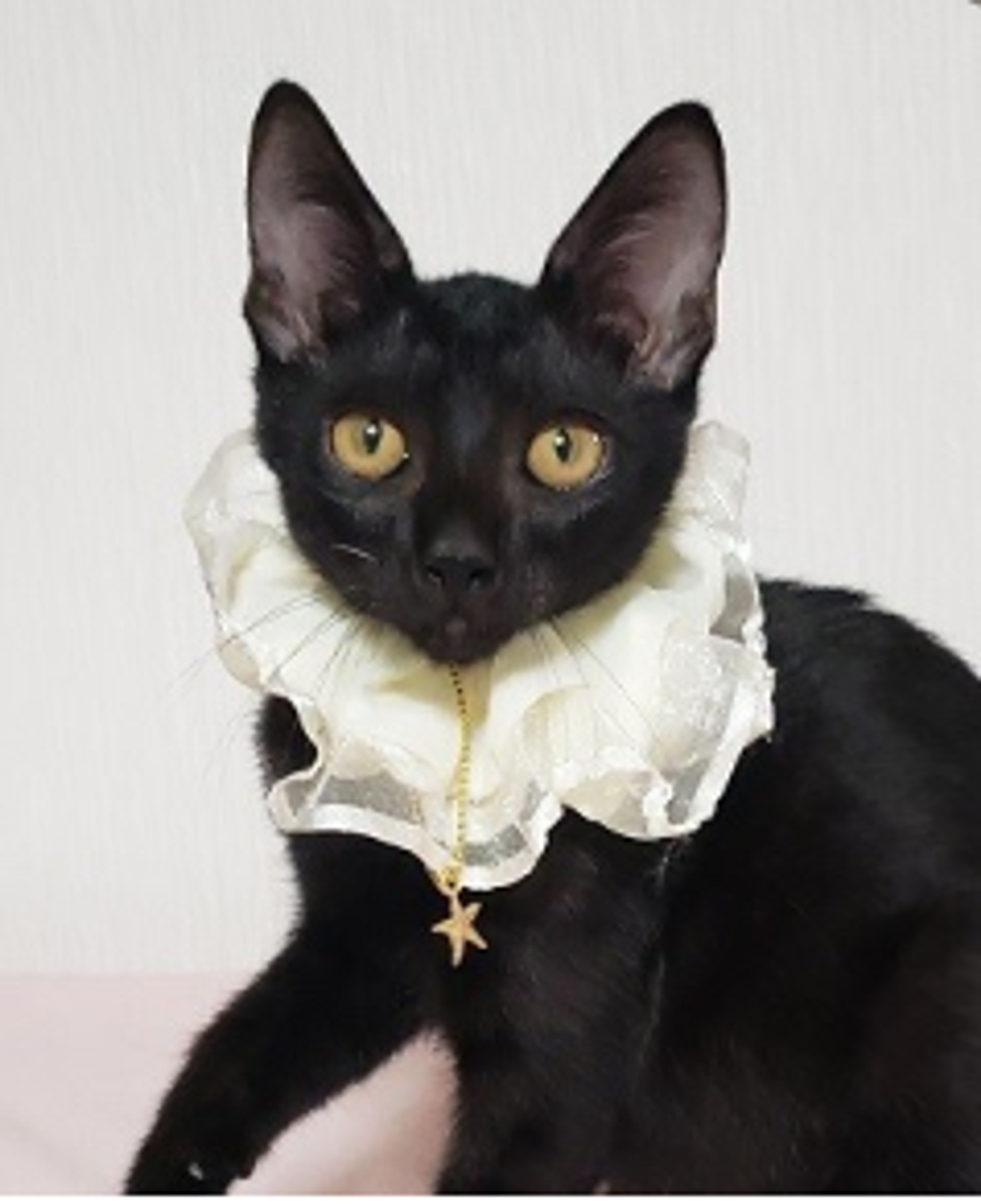雑種（ミックス猫）・メスの里親募集の写真