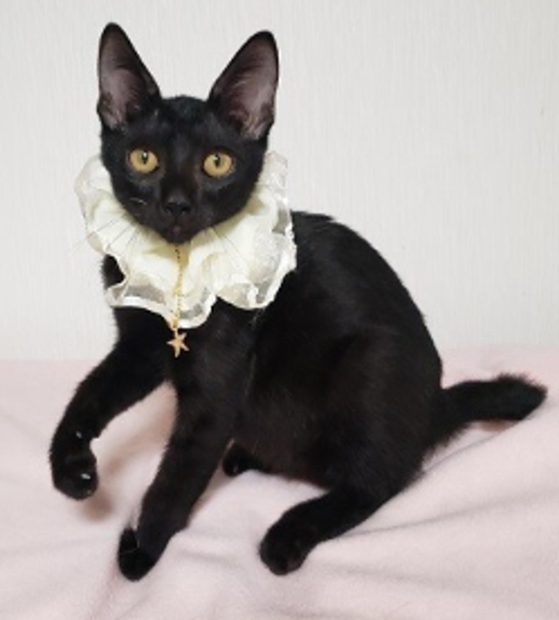 pet-image-4