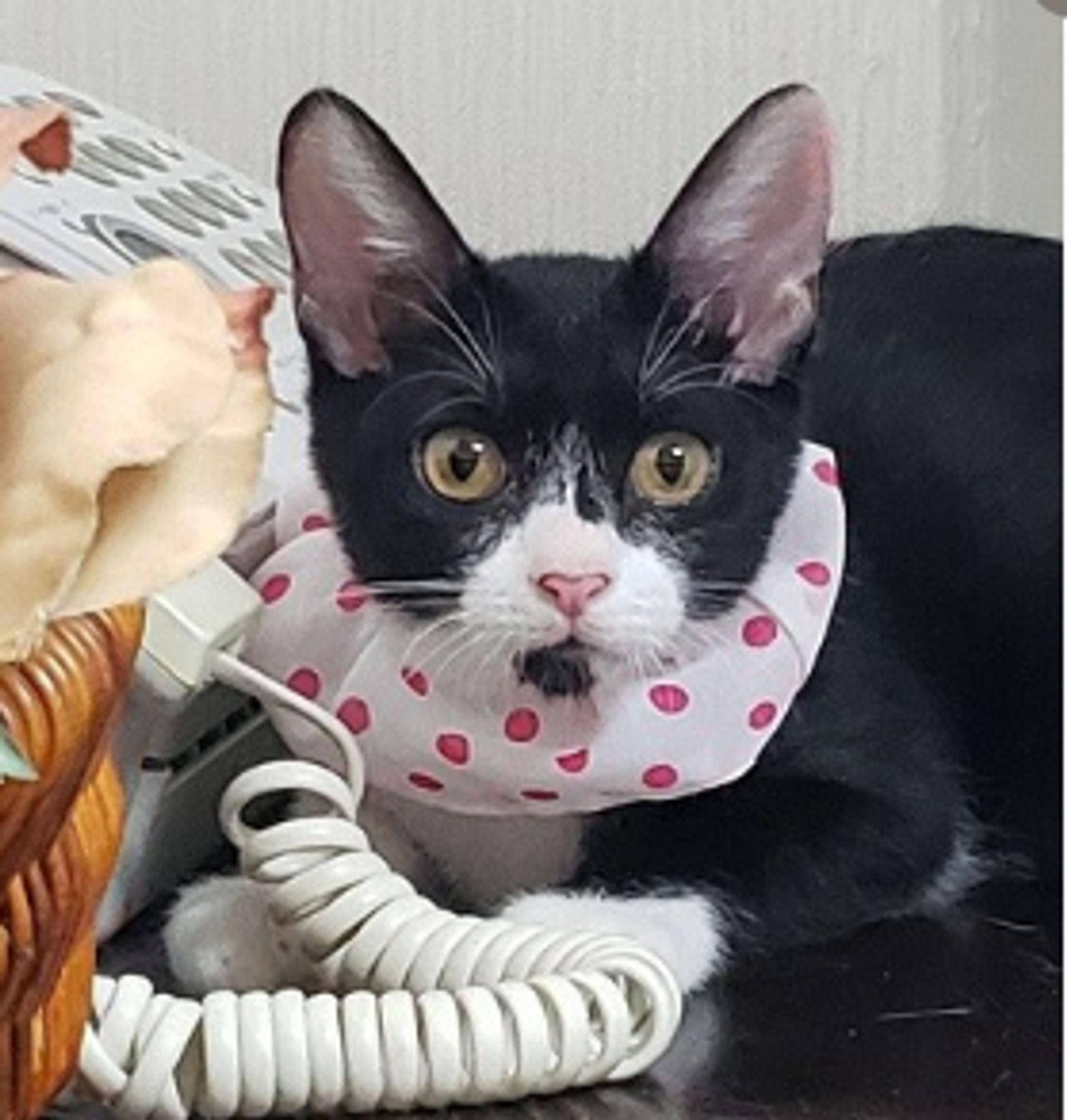 雑種（ミックス猫）・メスの里親募集の写真
