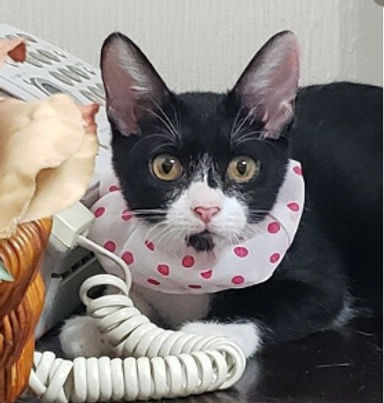 ミルクちゃんの写真