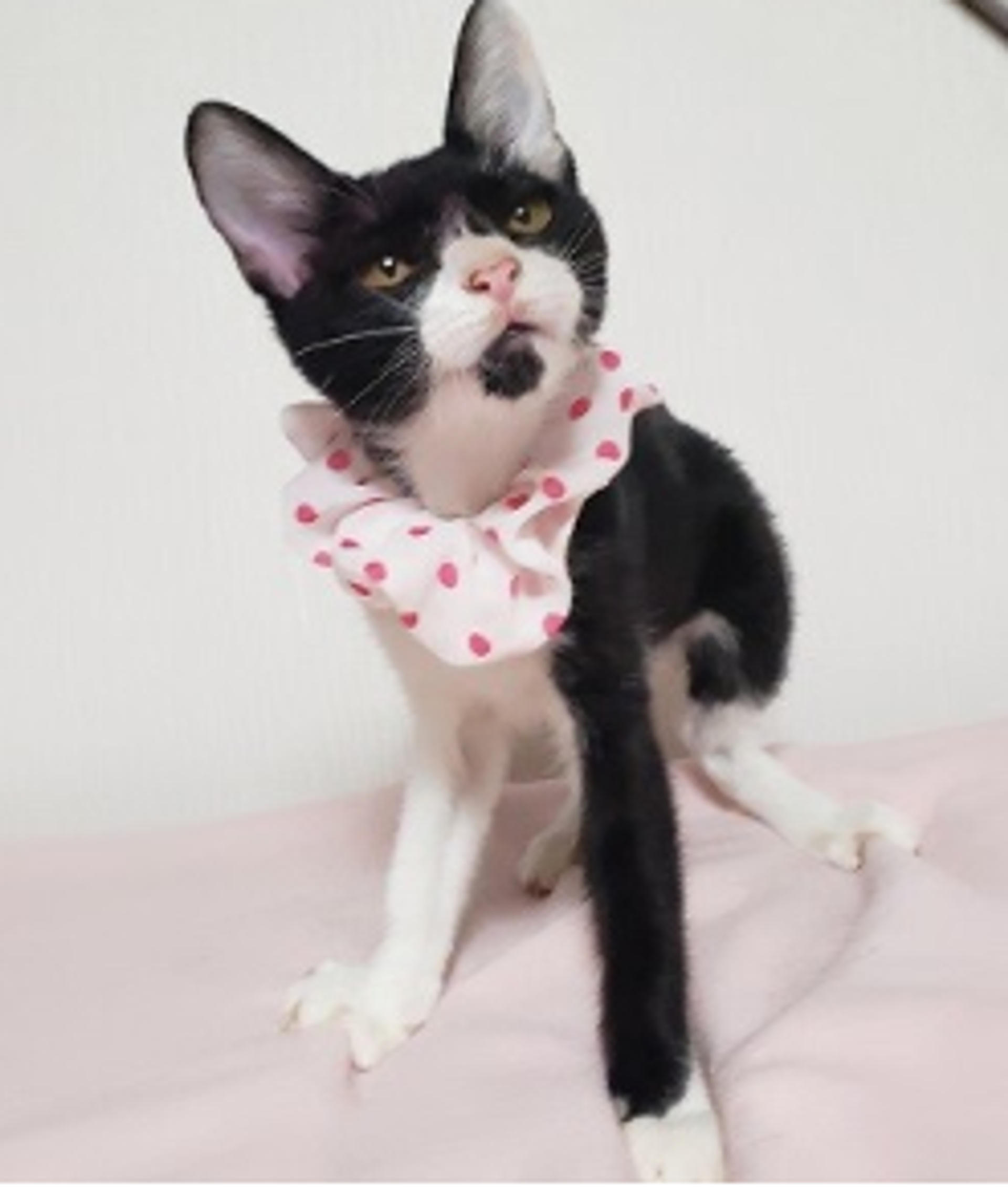 pet-image-3