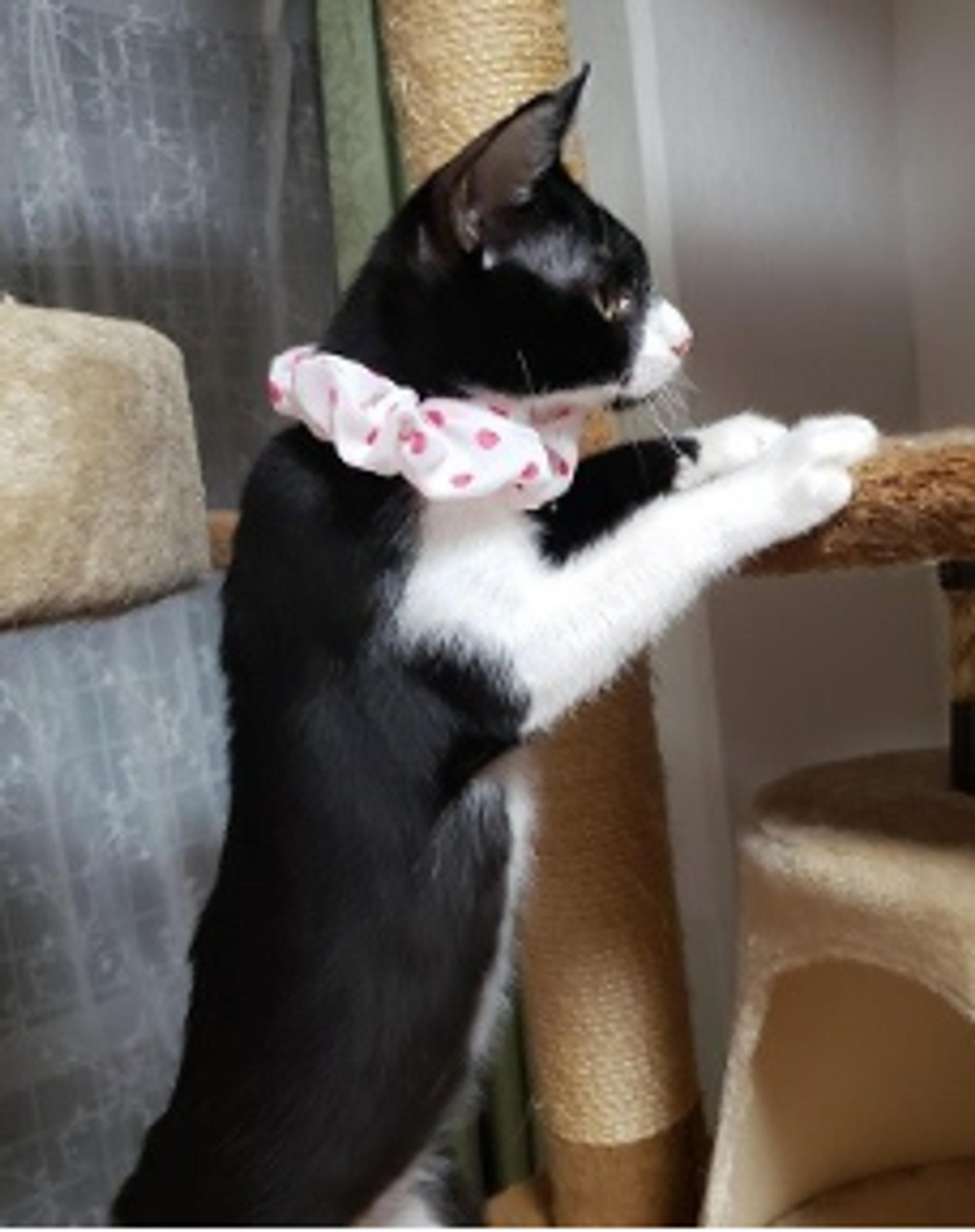 pet-image-4