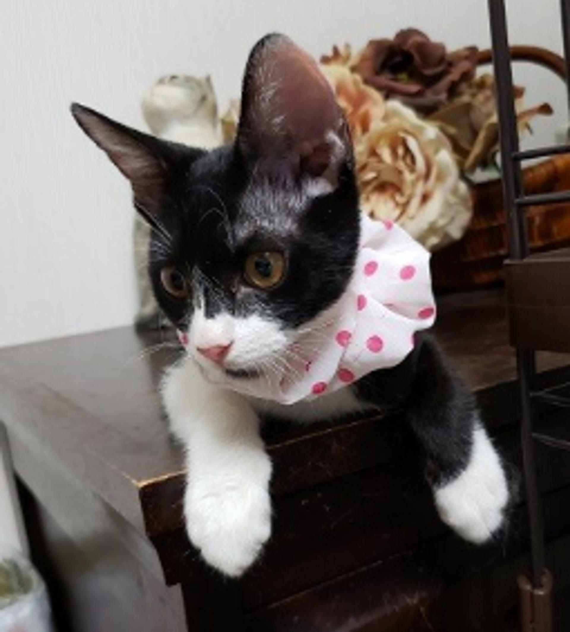 pet-image-5
