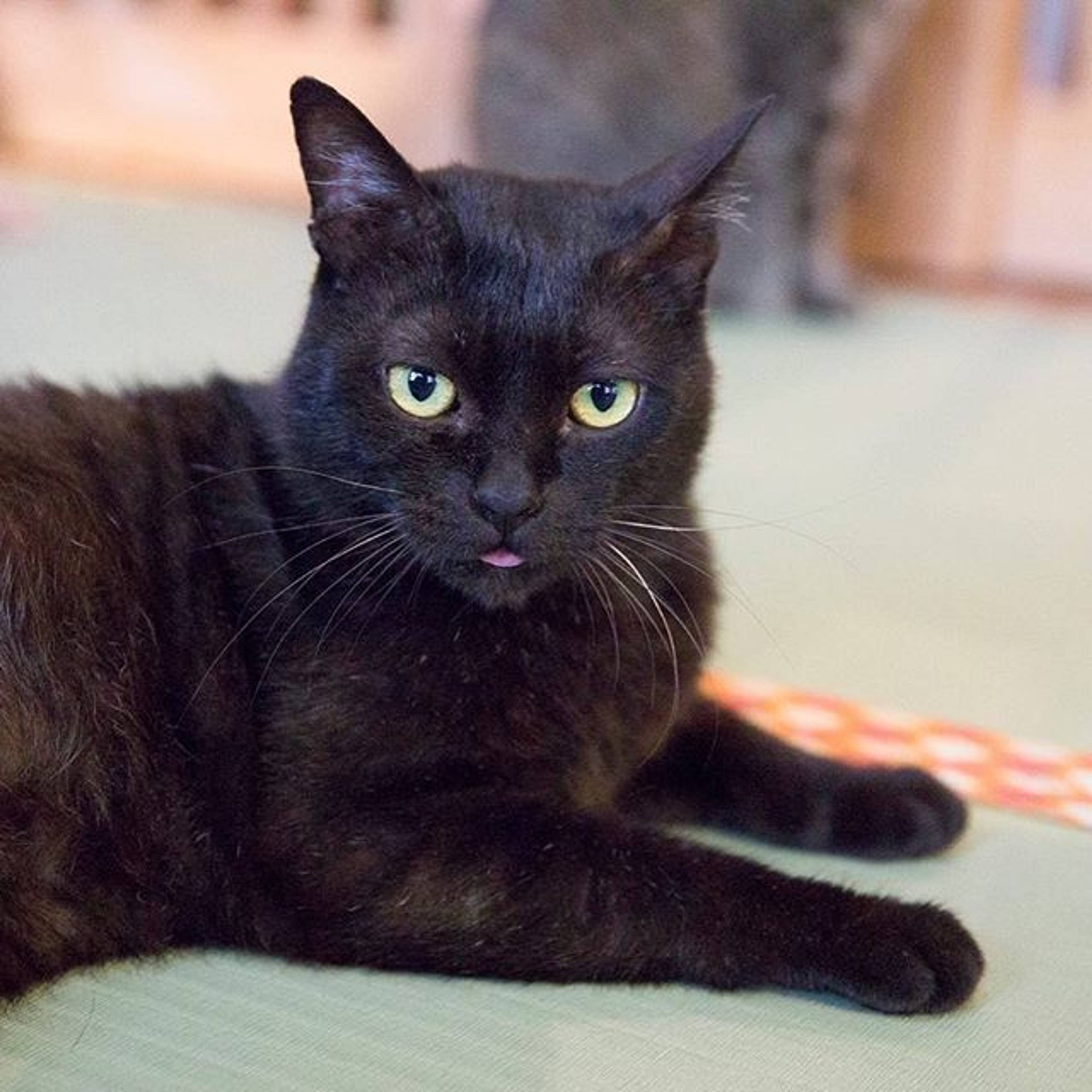 雑種（ミックス猫）・オスの里親募集の写真