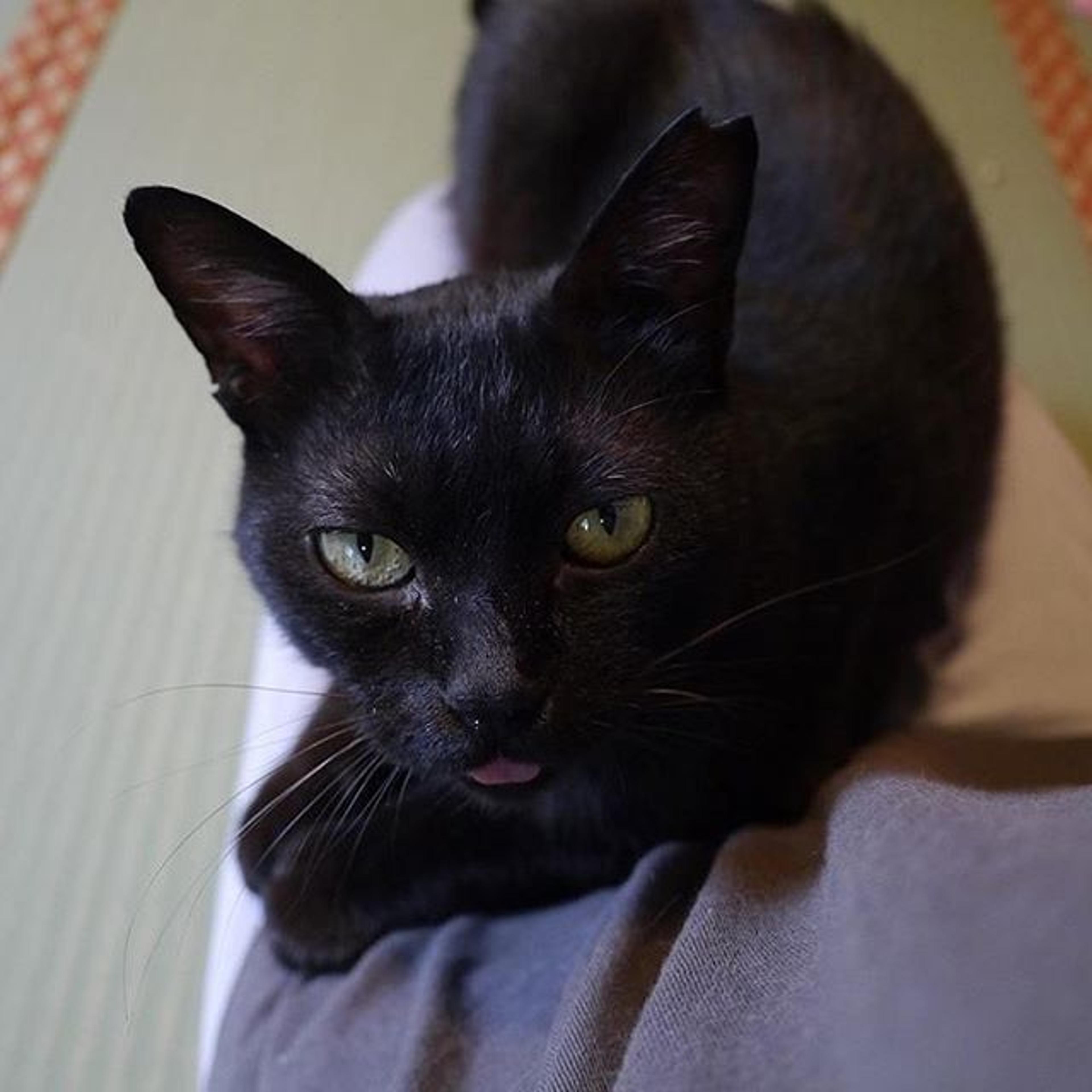 pet-image-3