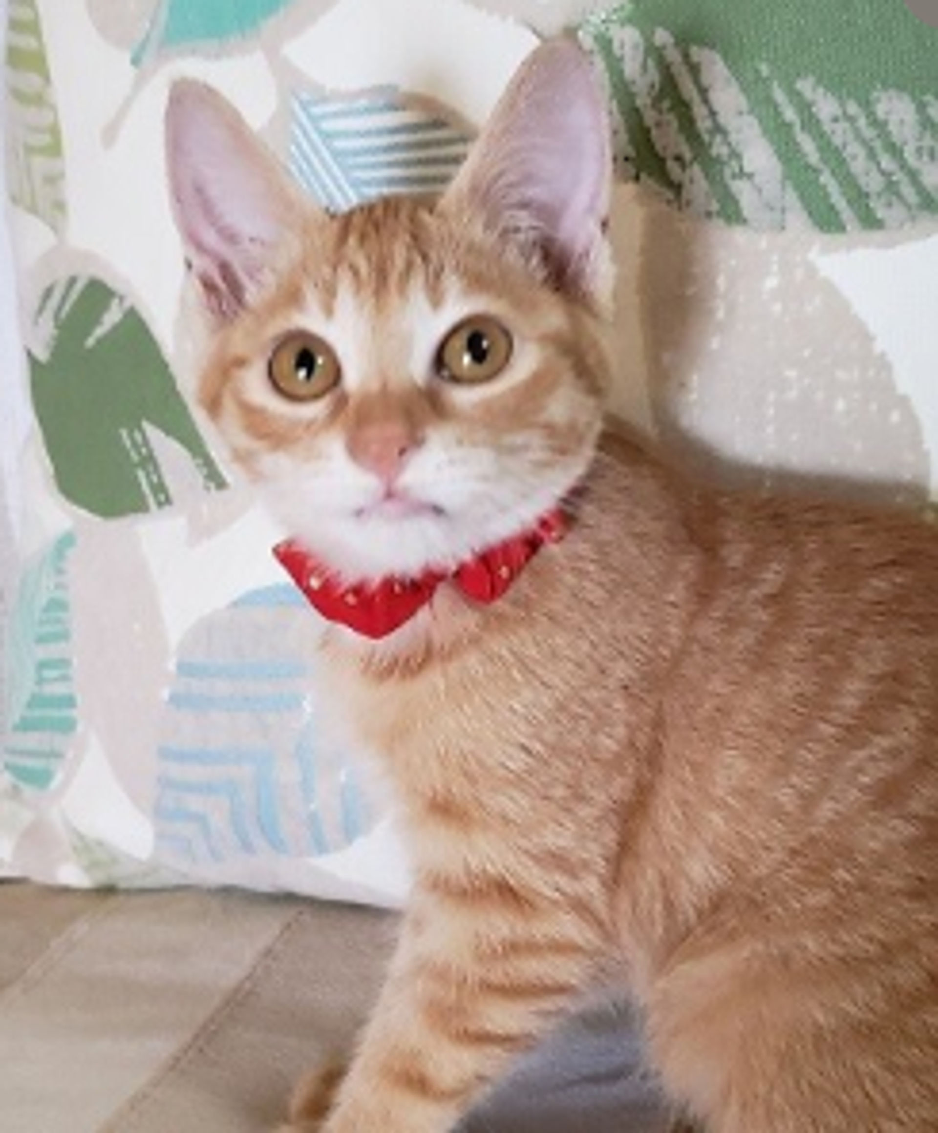 雑種（ミックス猫）・メスの里親募集の写真