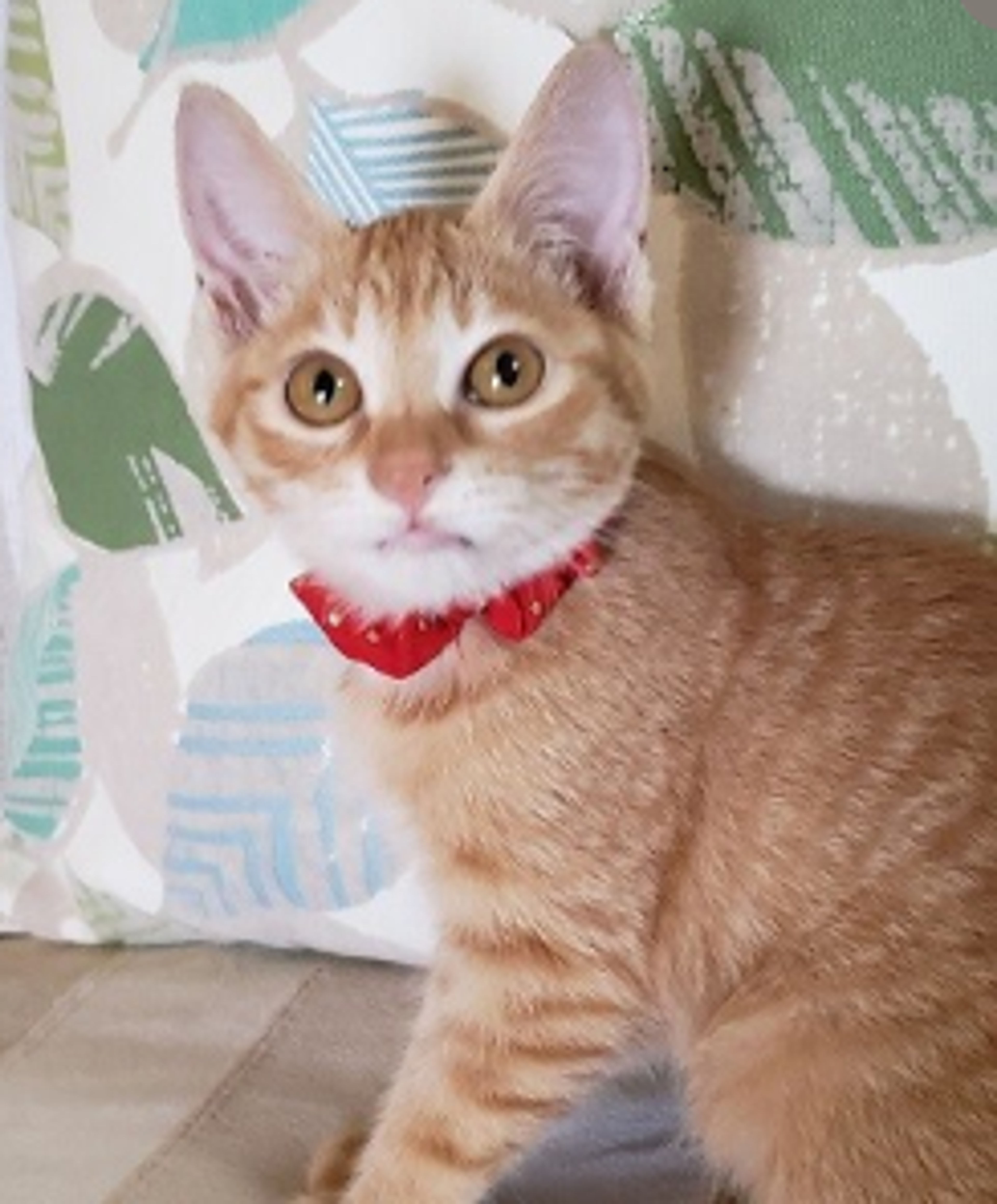 雑種（ミックス猫）・メスの里親募集の写真