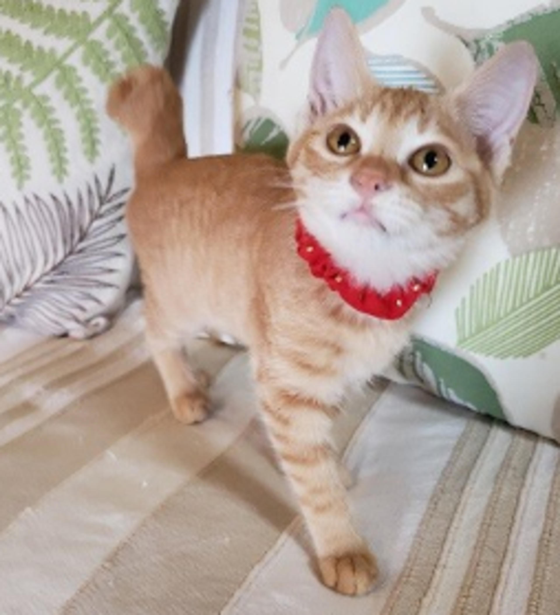 pet-image-2