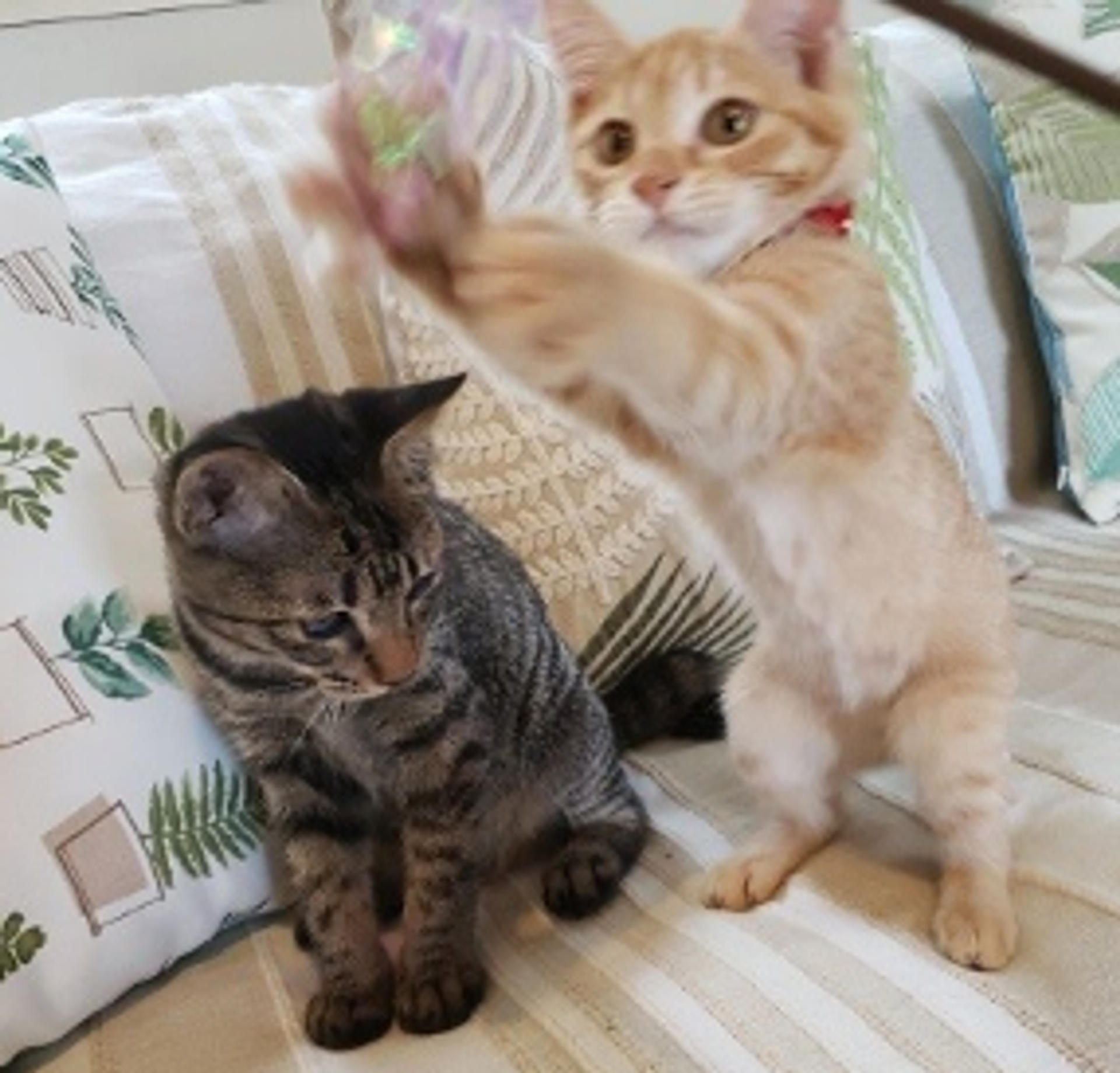pet-image-3