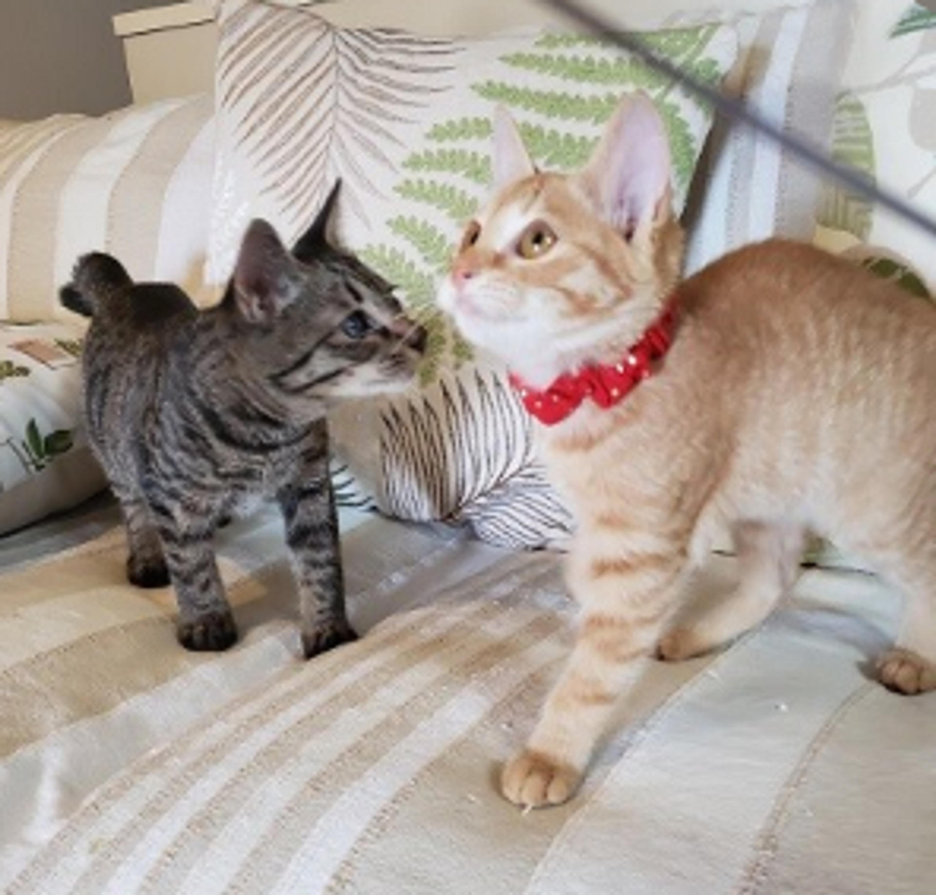 pet-image-4