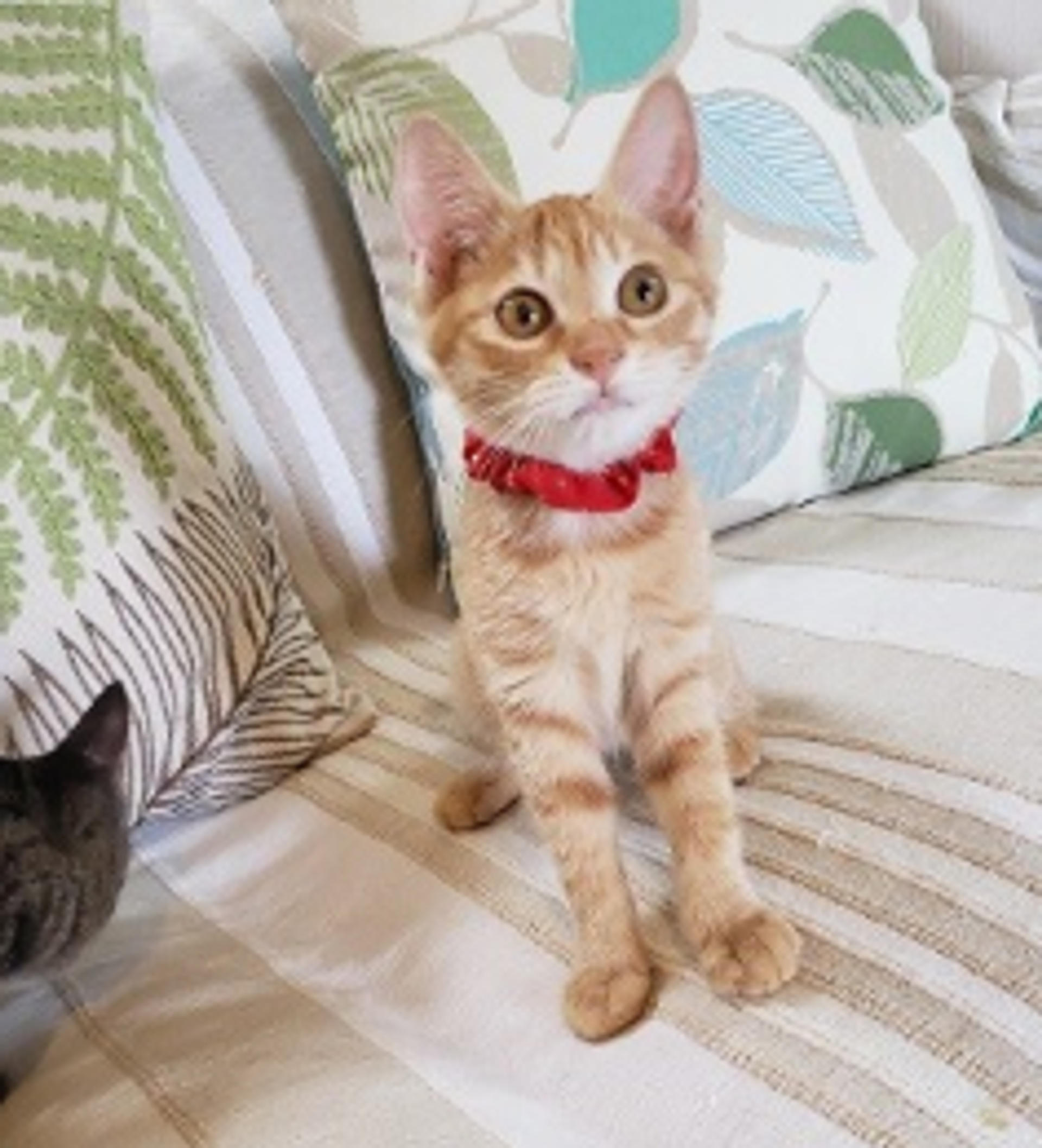 pet-image-5