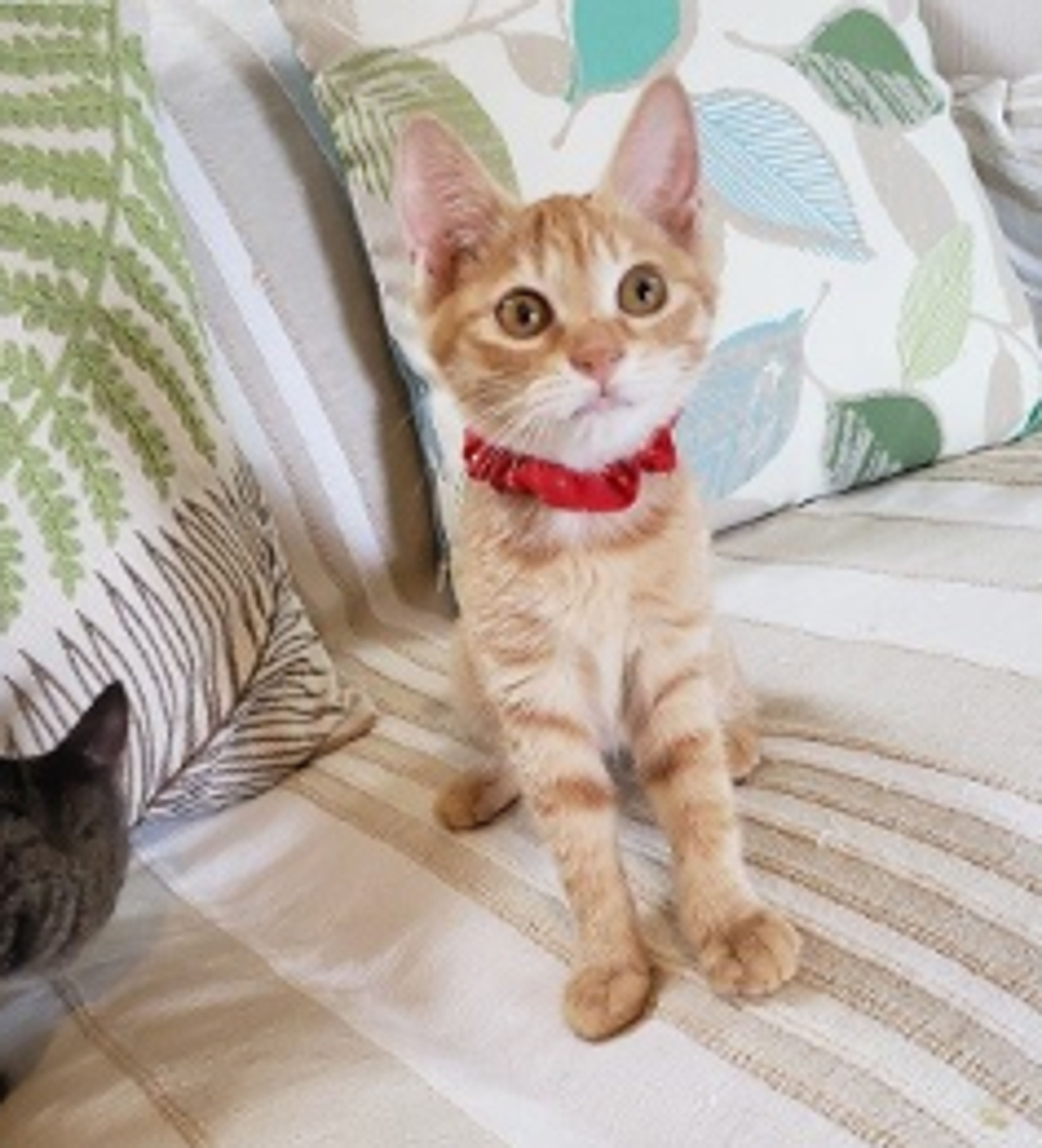 pet-image-5