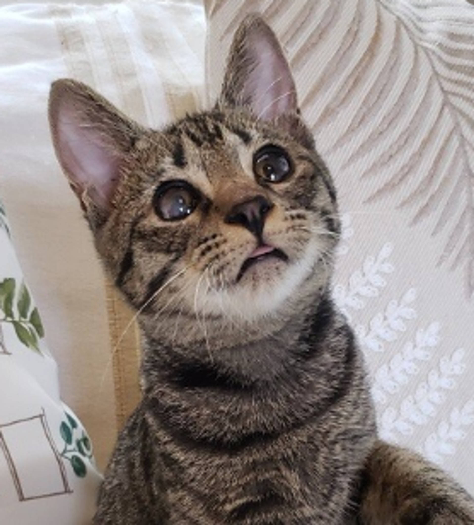 雑種（ミックス猫）・オスの里親募集の写真