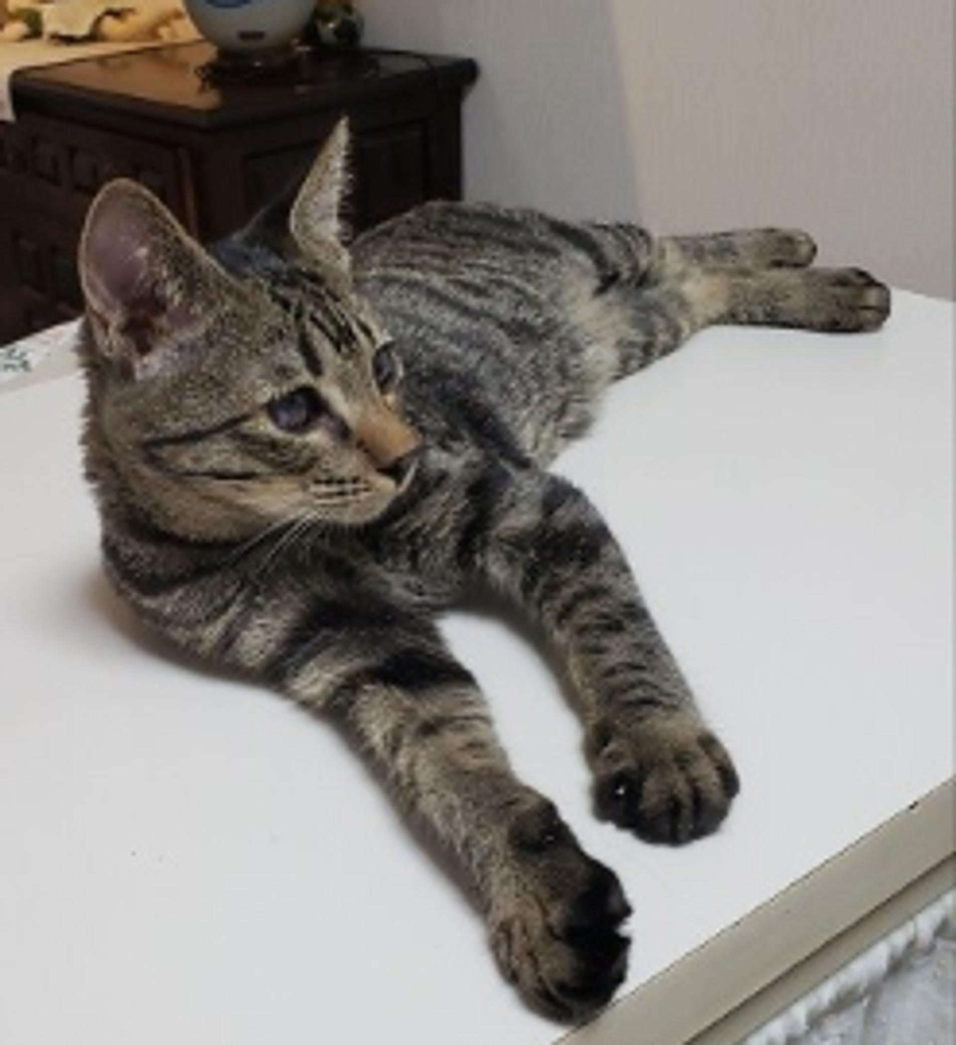 pet-image-2