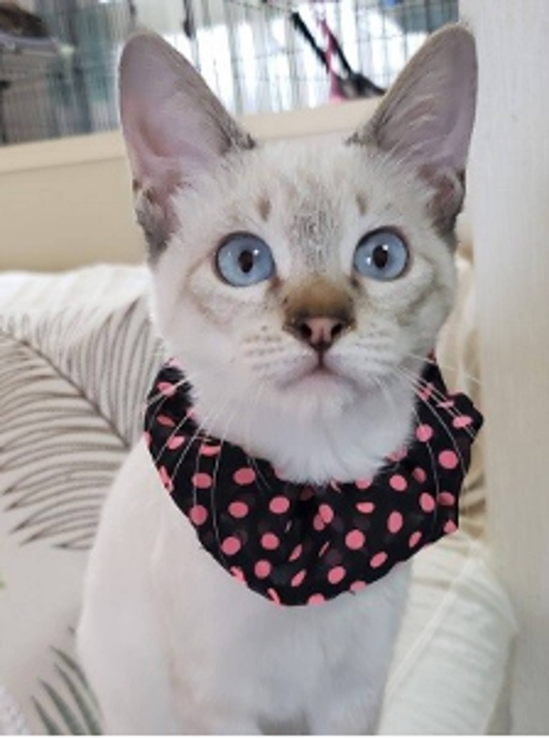雑種（ミックス猫）・オスの里親募集の写真