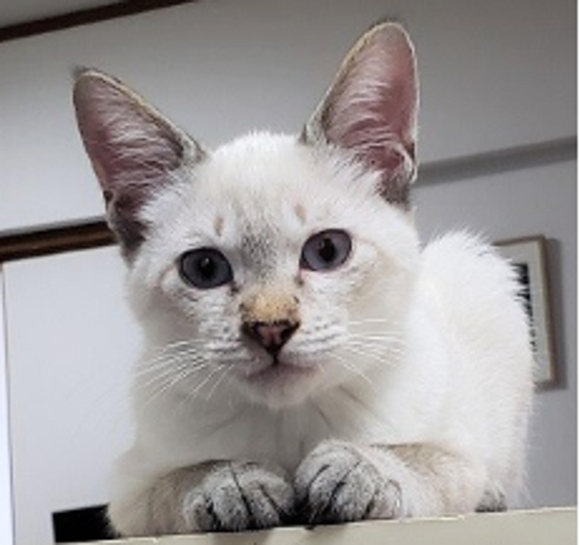 pet-image-3