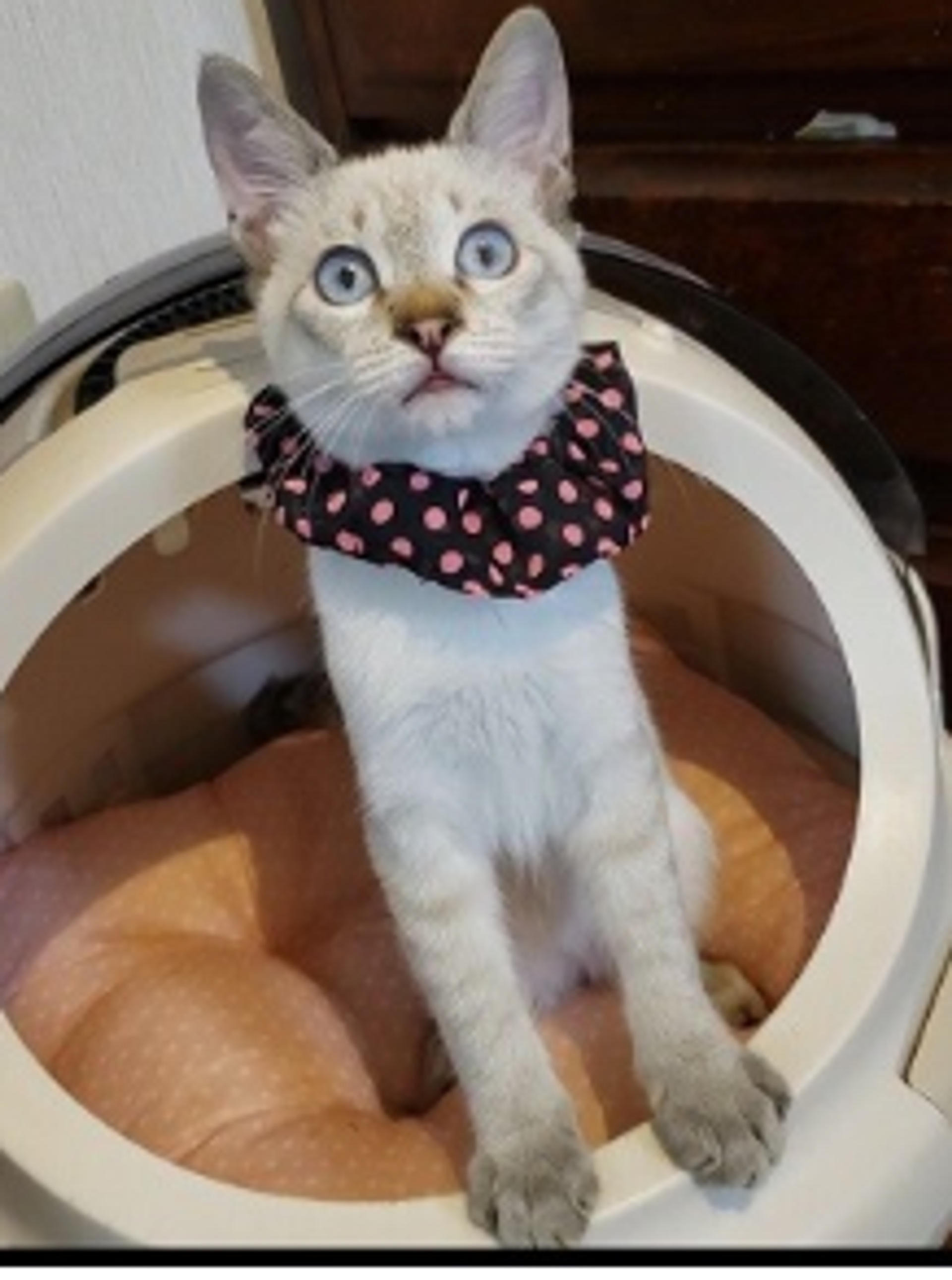 pet-image-4