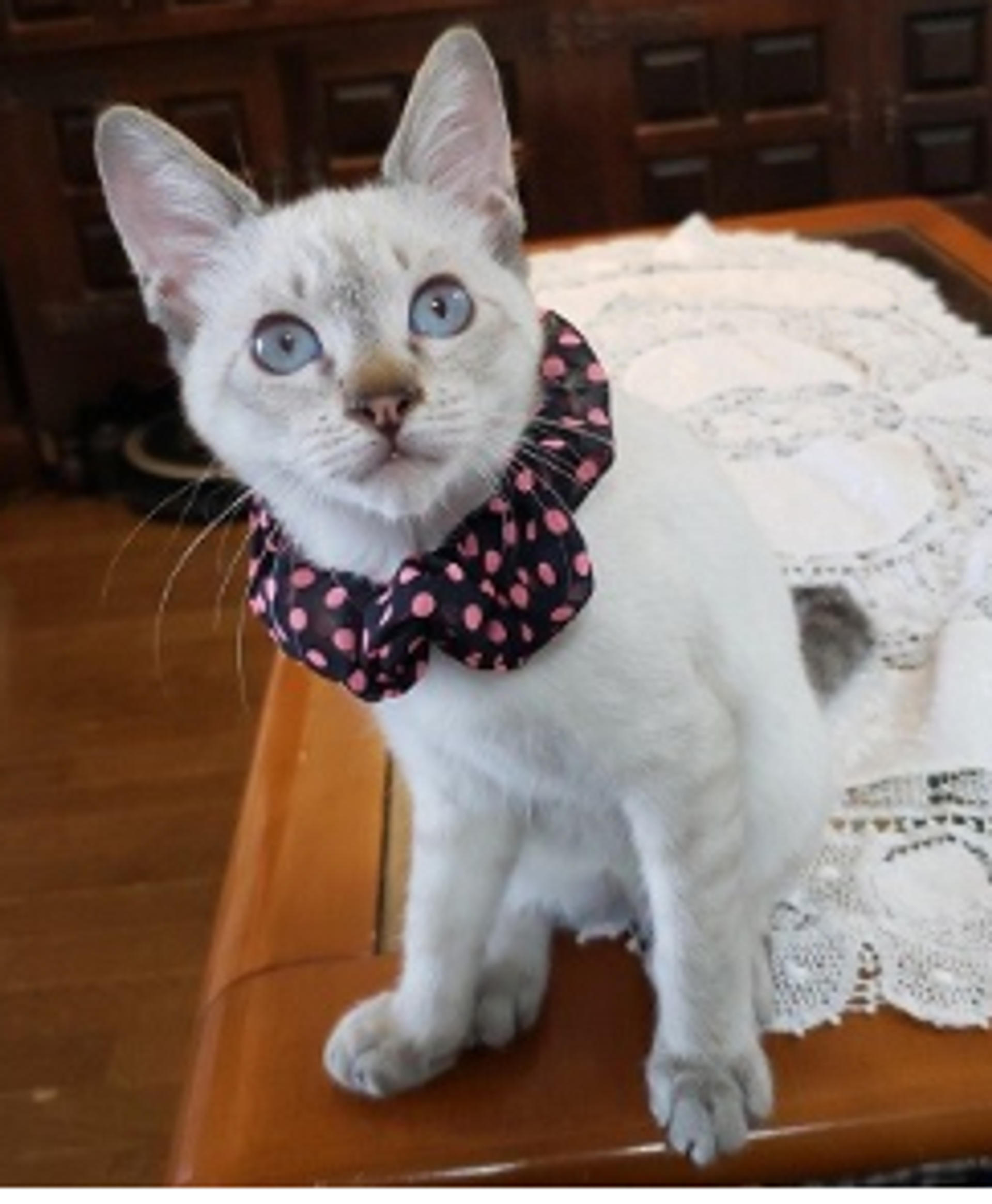 pet-image-5
